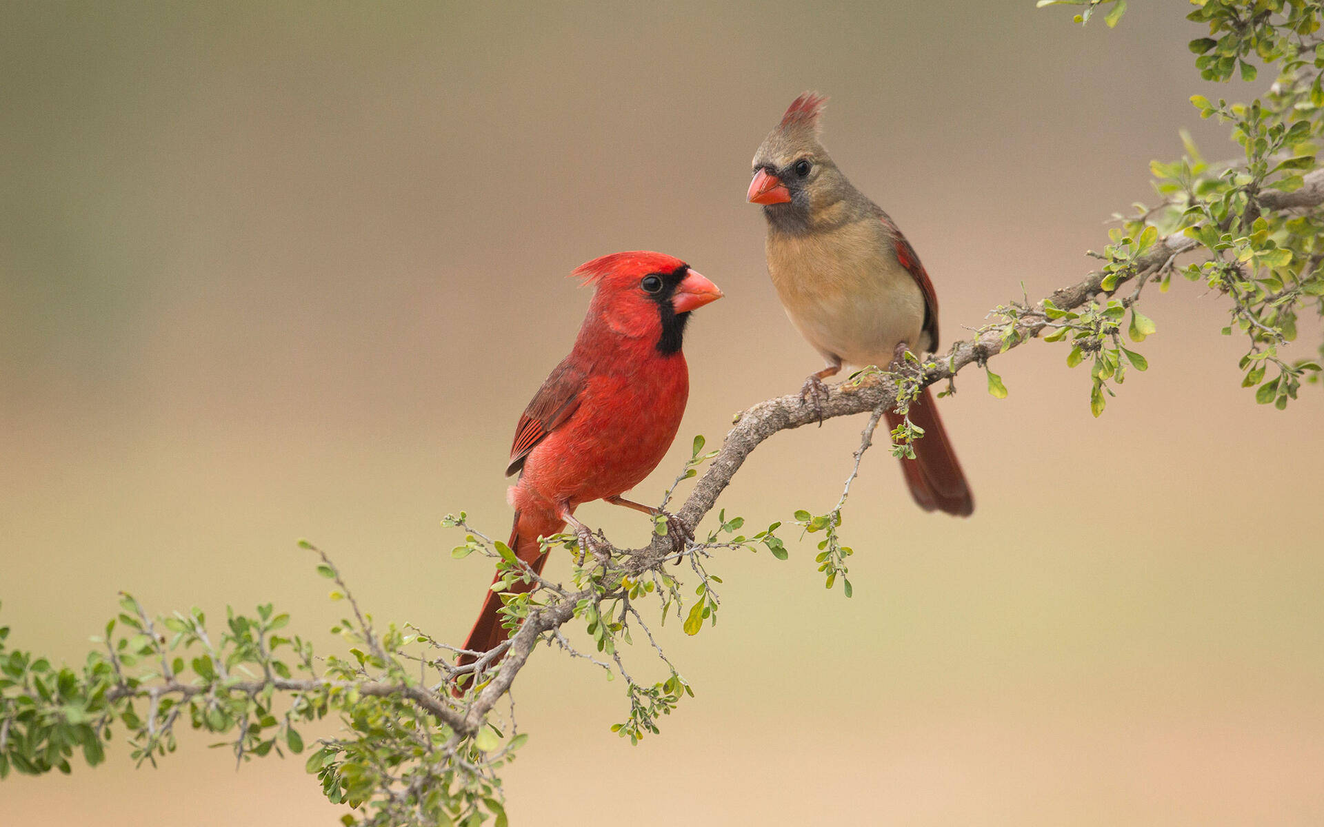 birds 桌布 壁紙 — 一隻雄性紅衣主教和一隻雌性紅衣主教並排棲息在長滿樹葉的樹枝上，背景柔和模糊。