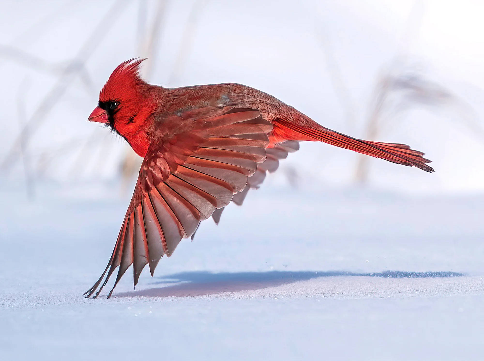 鳥 桌布 壁紙 — 一隻雄性紅衣鳳頭鳥在雪地上空飛行，背景有模糊的蘆葦。