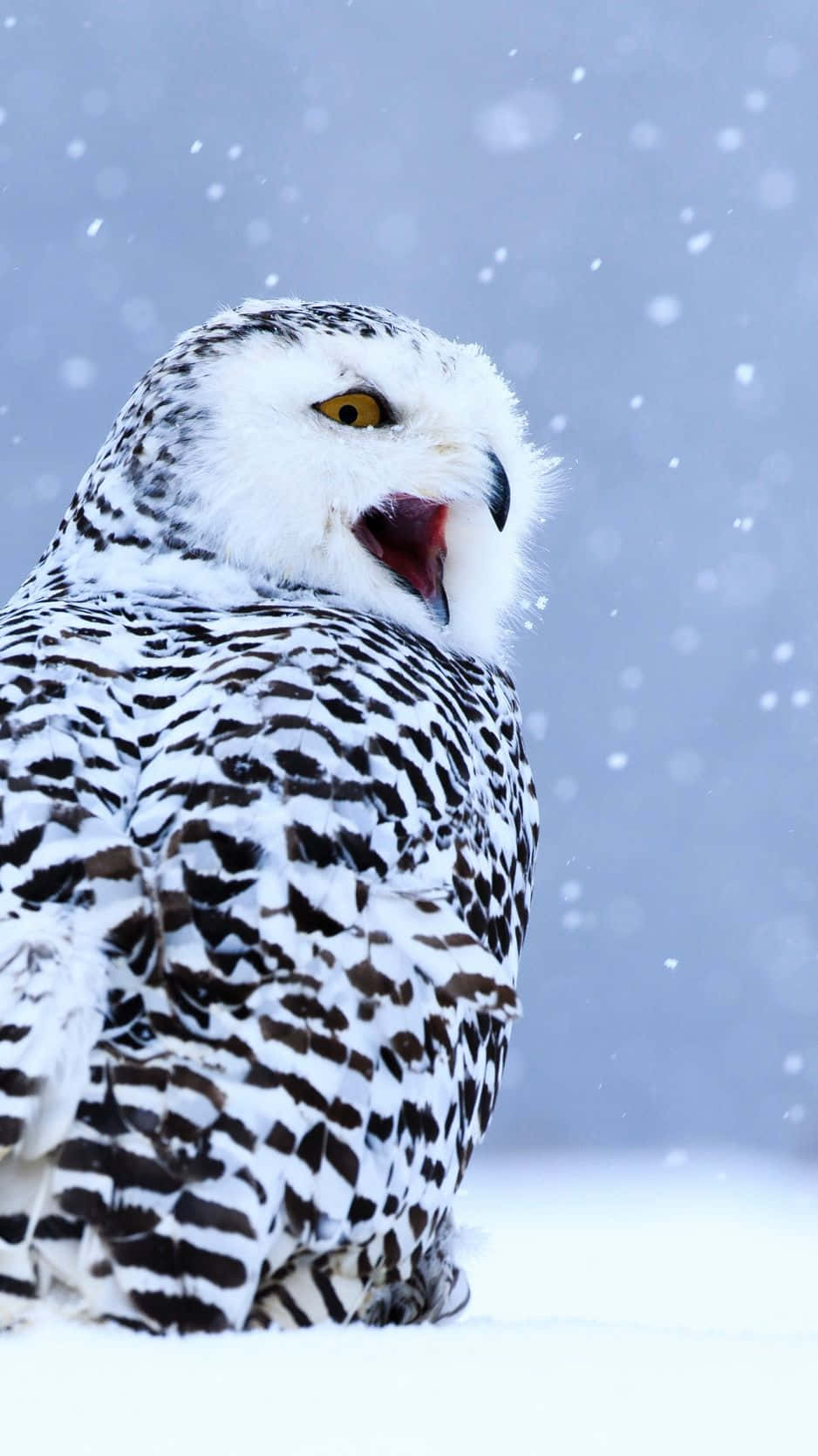 Snowy Owl 桌布 壁紙 — 一隻雪鴞，擁有引人注目的黃色眼睛和黑色斑點羽毛，在雪白的冬季背景下鳴叫。