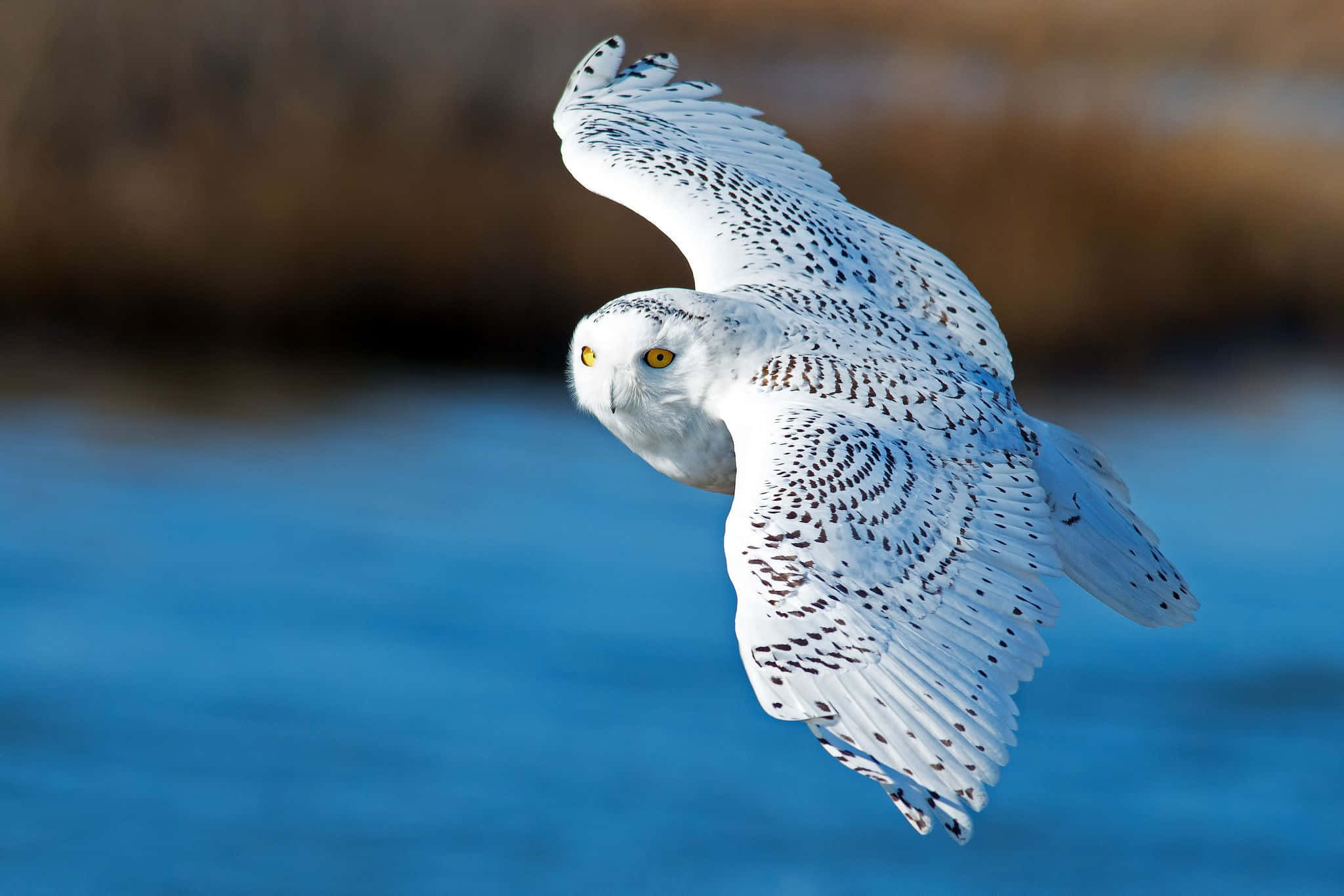 Snowy Owl 桌布 壁紙 — 一隻雪鴞優雅地翱翔，翅膀張開，背景是模糊的藍色水和棕色大地。