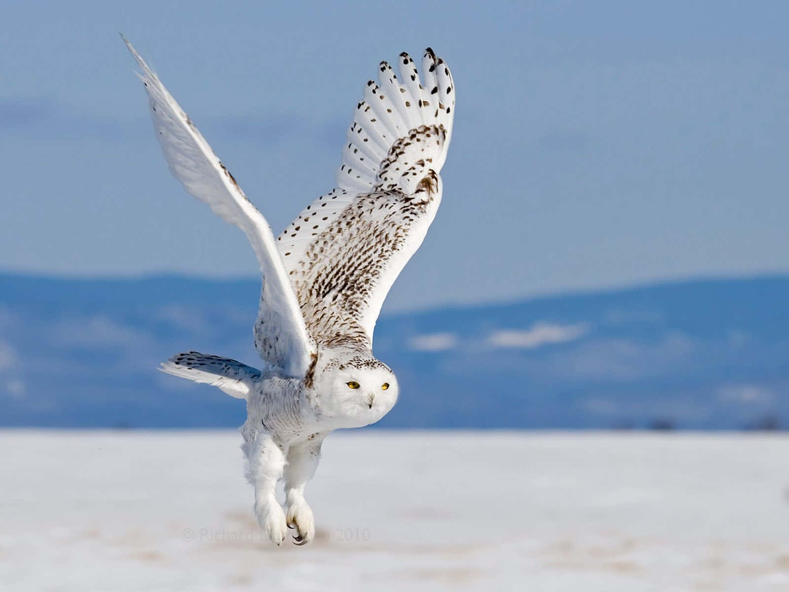 Snowy Owl 桌布 壁紙 — 一隻雪鴞在晴朗藍天下，展開寬闊翅膀，優雅地翱翔於廣闊雪原之上。