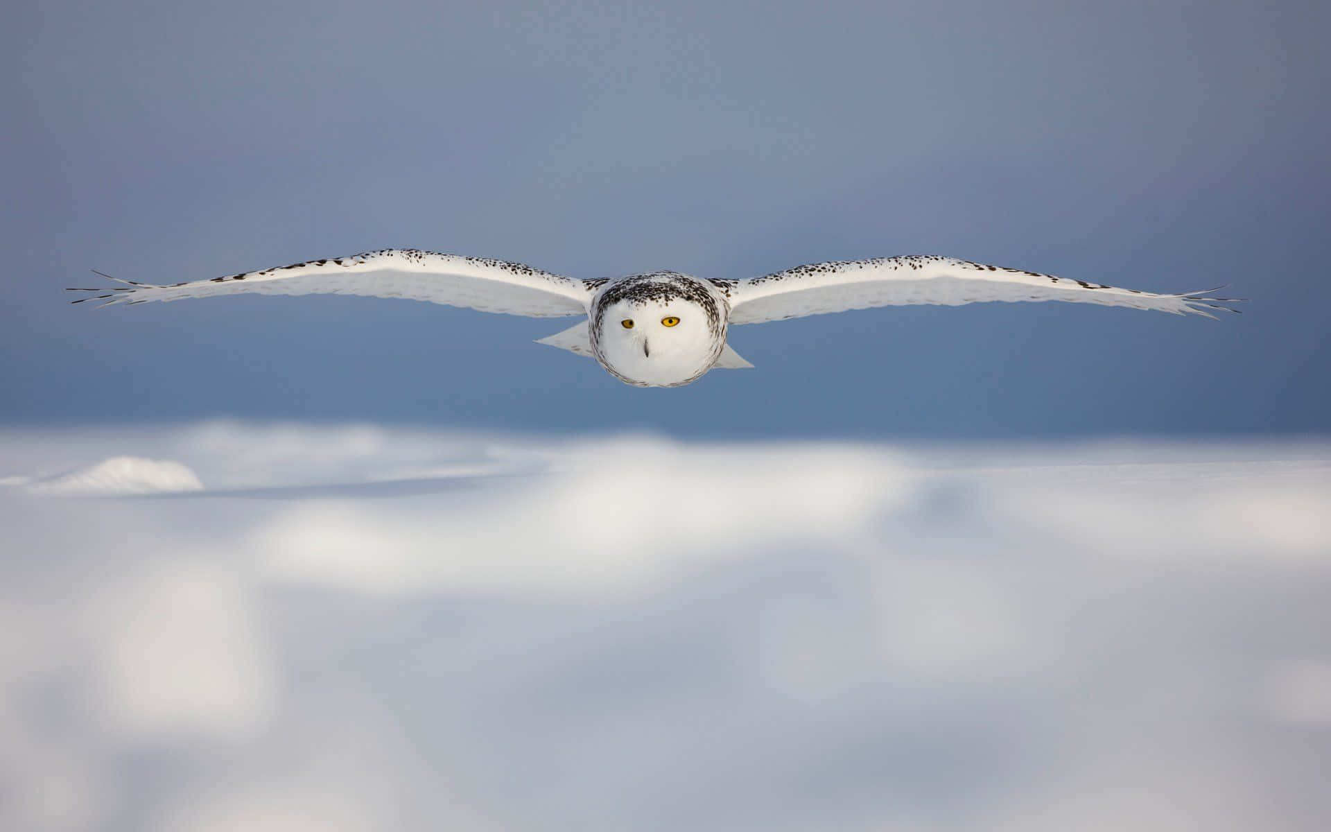 Snowy Owl 桌布 壁紙 — 一隻雪鴞在淡藍色天空下，優雅地展開翅膀，翱翔在廣闊的雪原之上。