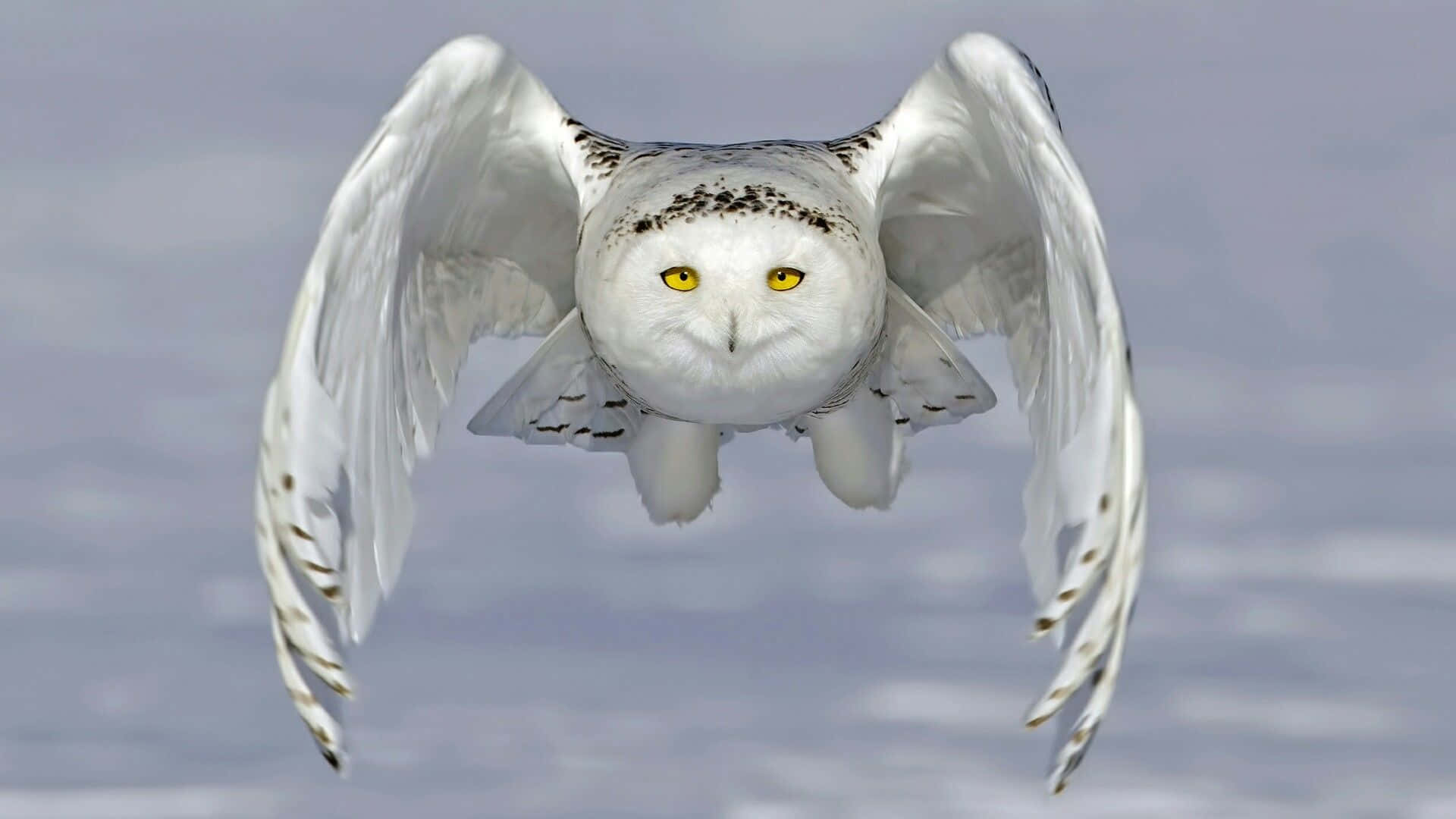 Snowy Owl 桌布 壁紙 — 一隻雪鴞展翅翱翔，在柔和的灰色天空下，其銳利的黃色眼睛直視前方。