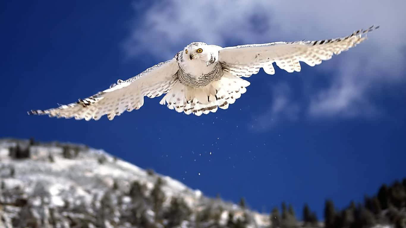 Snowy Owl 桌布 壁紙 — 一隻雪鴞展開翅膀，在白雪覆蓋的山脈上方，翱翔於蔚藍的天空中。