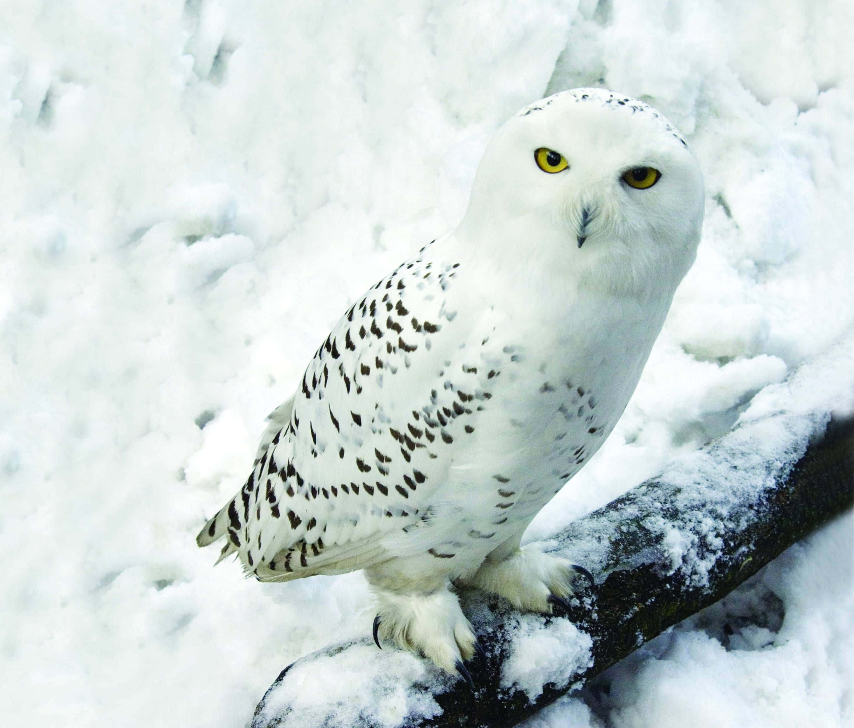 Snowy Owl 桌布 壁紙 — 一隻雪鴞有著明亮的黃色眼睛，警覺地棲息在灑滿雪的樹枝上，背景是柔和的白色雪景。