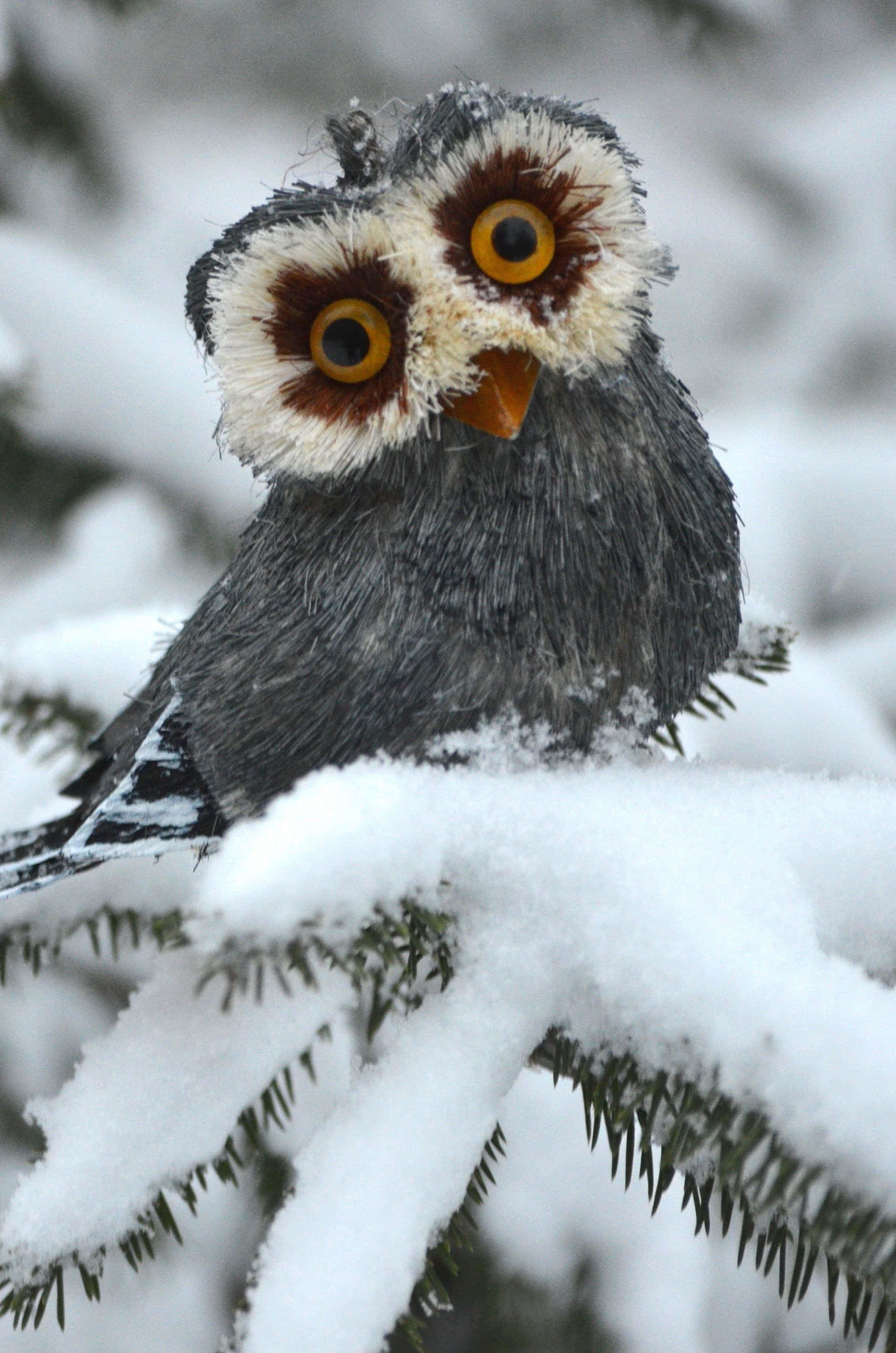 Winter Animal 桌布 壁紙 — 一隻雪鴞棲息在積雪的松樹枝上的特寫，明亮的黃色眼睛和蓬鬆的白色面盤。