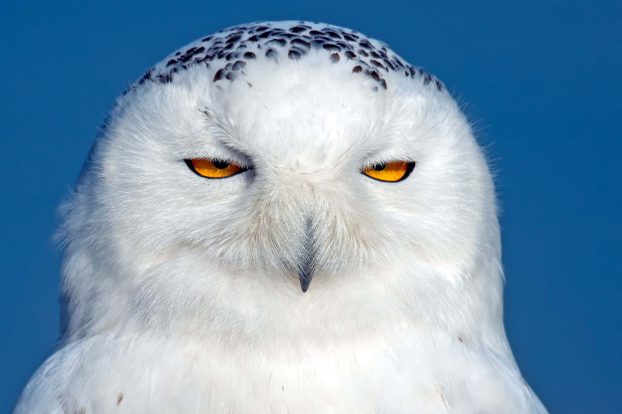 Snowy Owl 桌布 壁紙 — 一隻雪鴞的特寫，擁有銳利的橙色眼睛和白色羽毛，背景為純藍色。