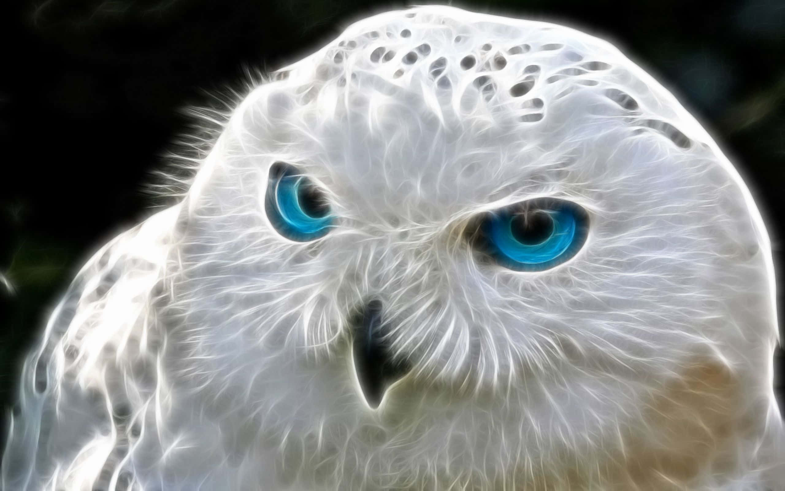 Snowy Owl 桌布 壁紙 — 一隻雪鴞的特寫，擁有銳利的藍色眼睛和發光的白色羽毛，背景為深色。