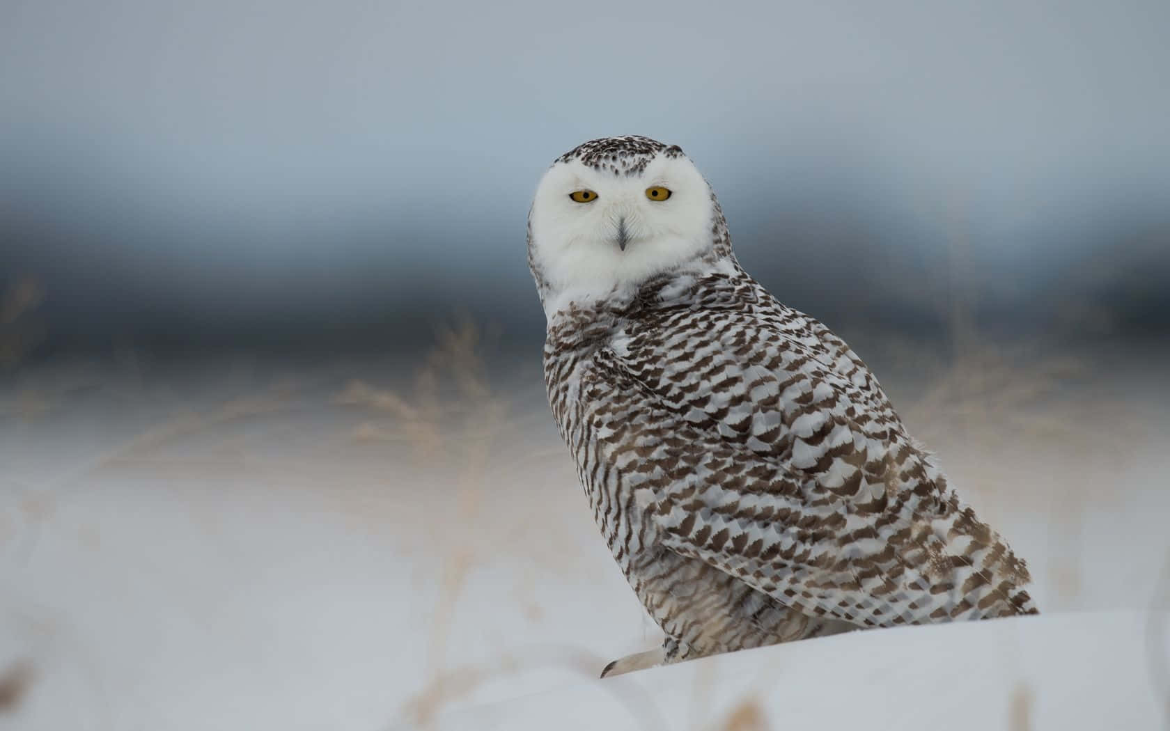 Snowy Owl 桌布 壁紙 — 一隻雪鴞警覺地棲息在雪堆上，銳利的黃色眼睛映襯著柔和模糊的冬季背景。