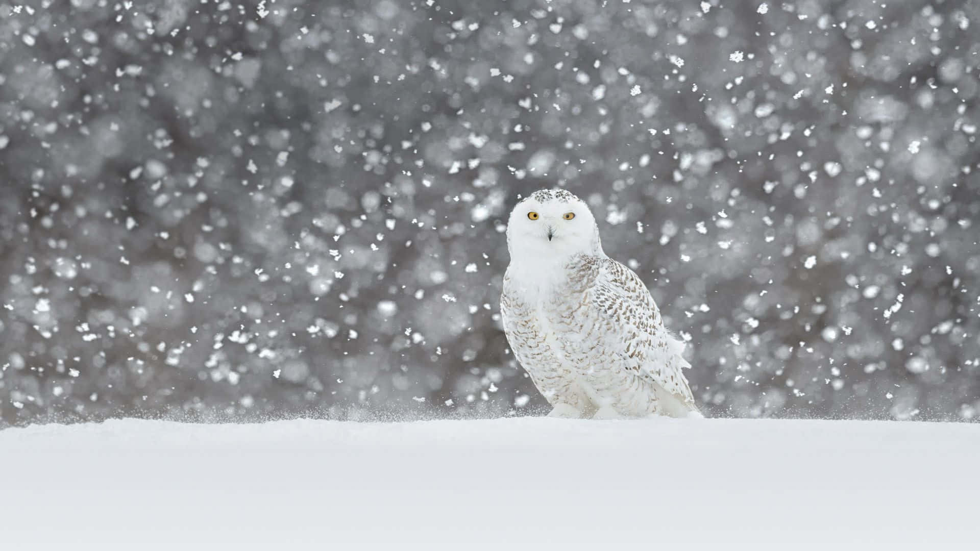 Snowy Owl 桌布 壁紙 — 一隻雪鴿在暴風雪中警覺地站立，雪花在其銳利的黃色眼睛周圍旋轉。