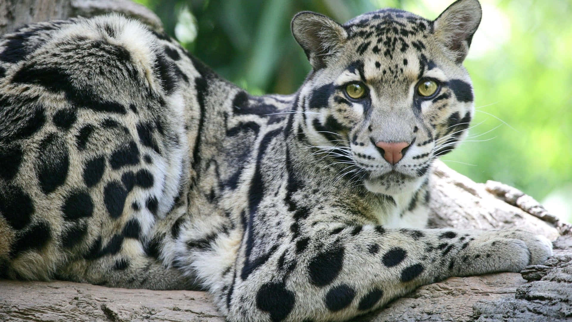 Beautiful Wildlife 桌布 壁紙 — 一隻雲豹警覺地棲息在陽光照射的木頭上，背景中茂密的綠色樹葉柔和地模糊。
