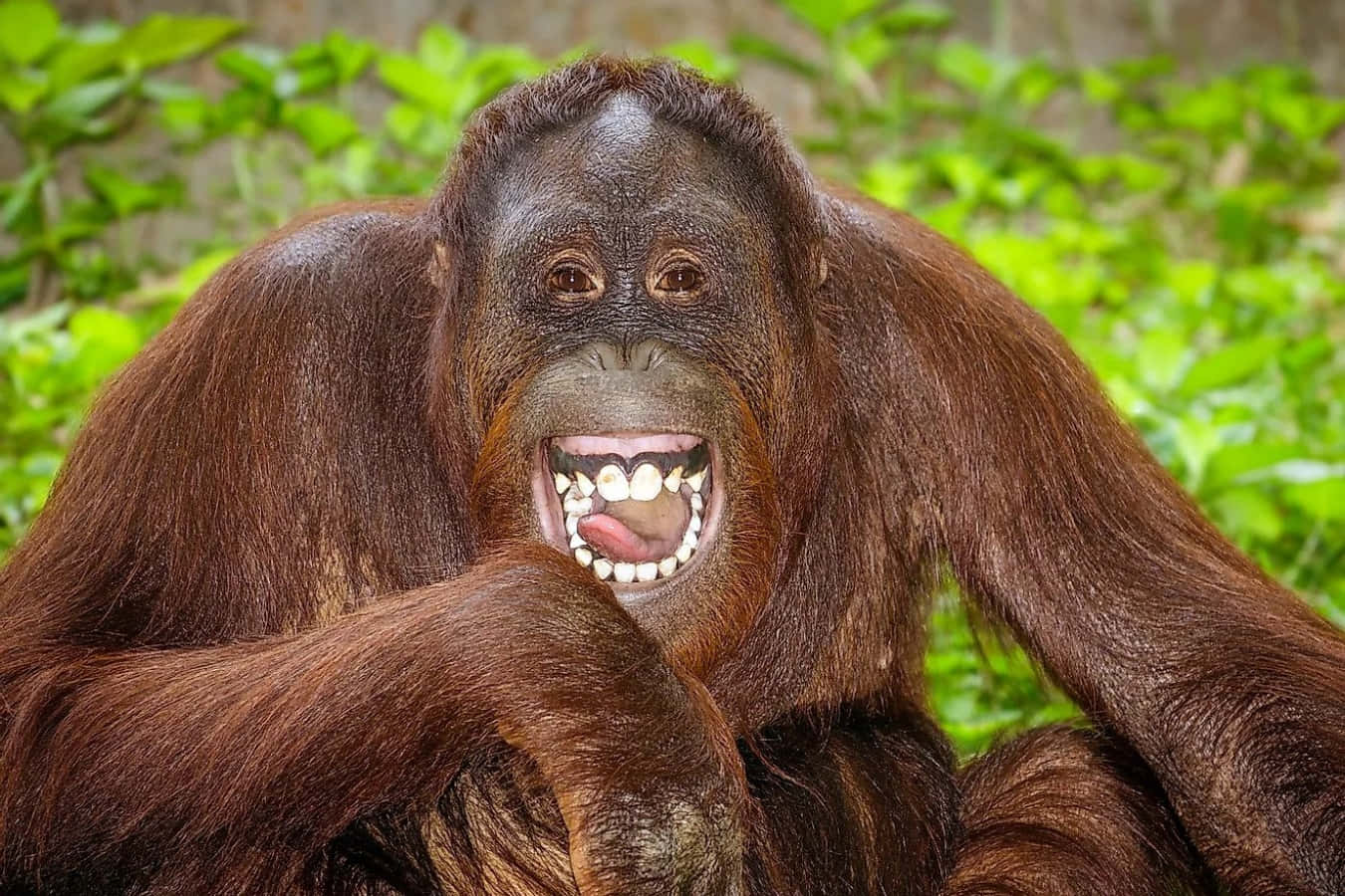 Orangutan 桌布 壁紙 — 一隻頑皮的猩猩特寫，嘴巴張大露出牙齒和舌頭，背景是茂密的綠色樹葉。