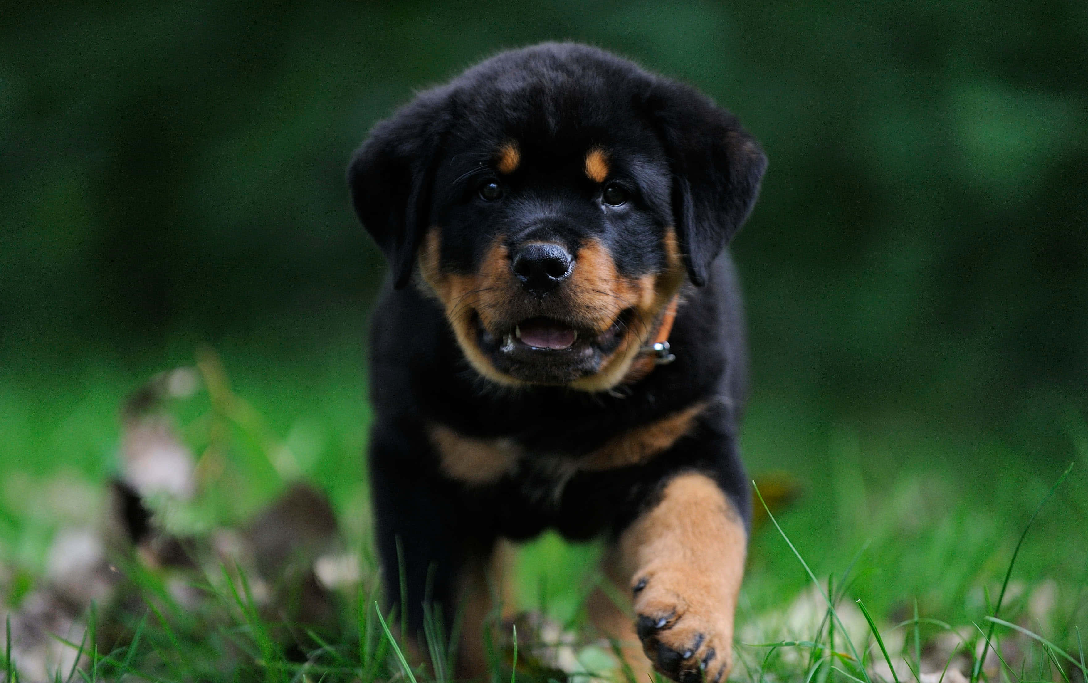 Rottweiler 桌布 壁紙 — 一隻頑皮的羅威納幼犬，擁有黑色和棕褐色毛髮，帶著快樂的表情在充滿活力的綠草中奔跑。