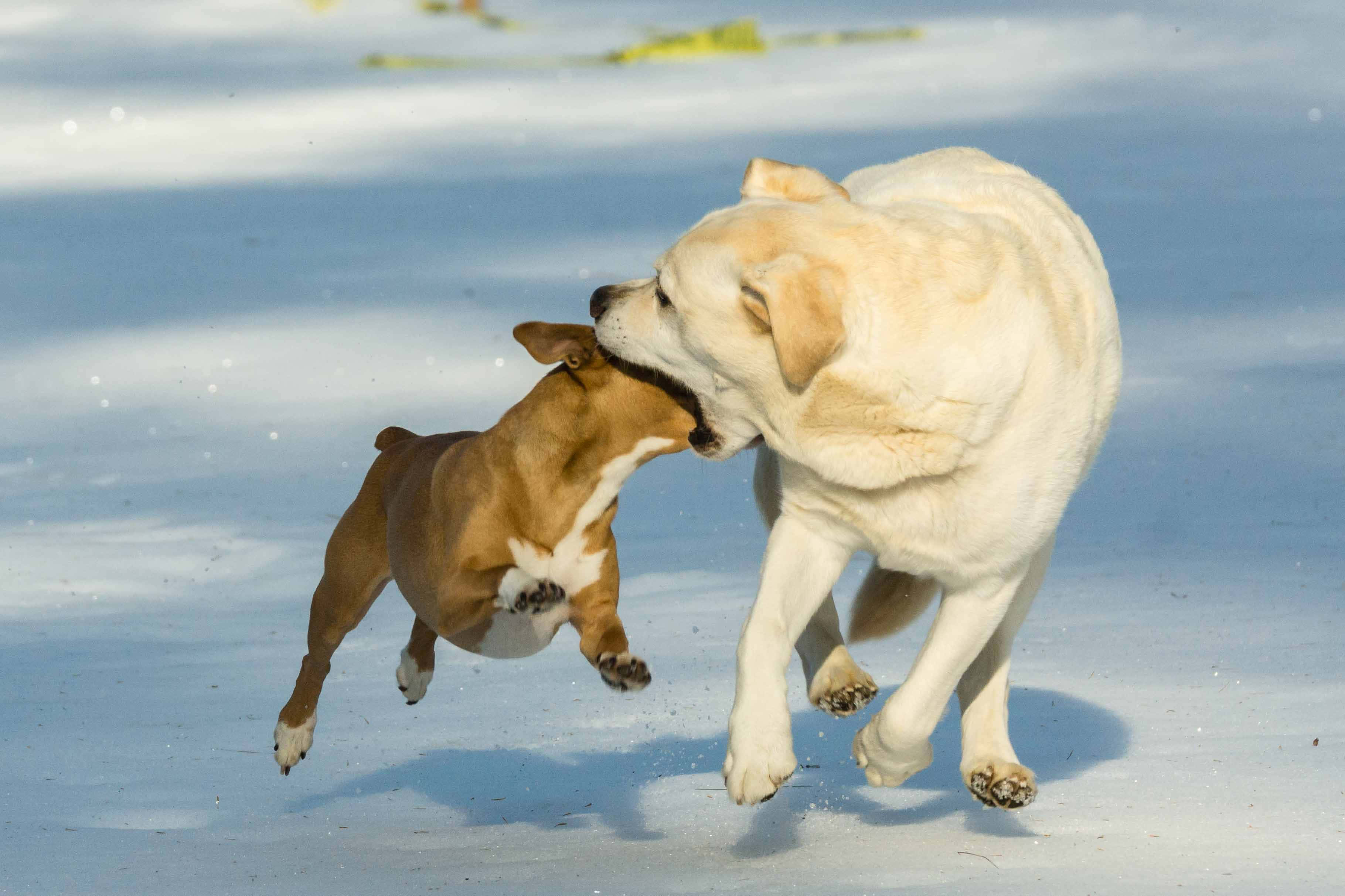 Yellow Labrador 桌布 壁紙 — 一隻頑皮的黃色拉布拉多和一隻棕白色的比特犬幼犬在陽光明媚的雪地裡一起跳躍翻滾。