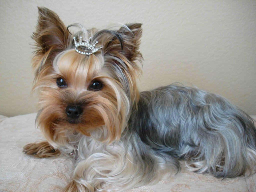 yorkie 桌布 壁紙 — 一隻頭戴銀色皇冠的約克夏㹴，威嚴地躺在有紋理的米色表面上。
