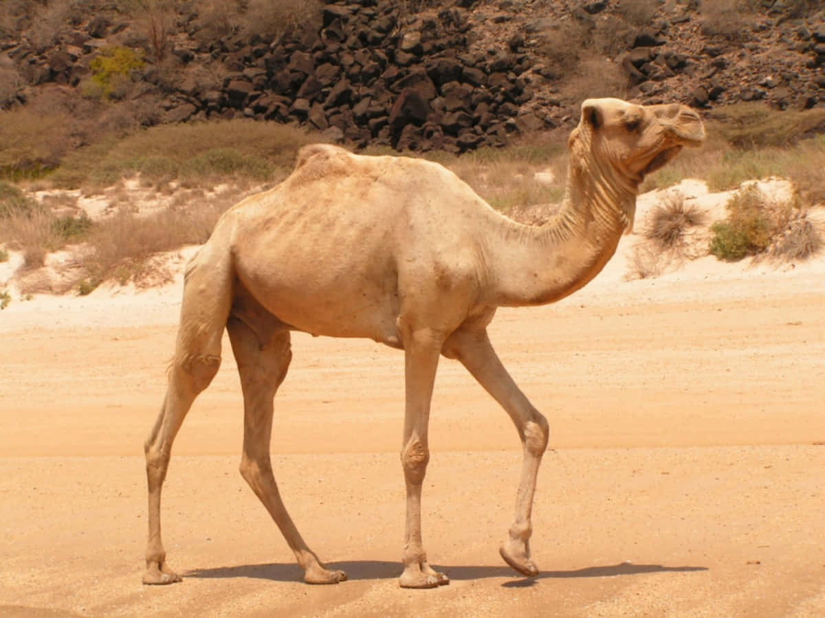 一頭駱駝在岩石山丘和乾草的沙漠中行走。