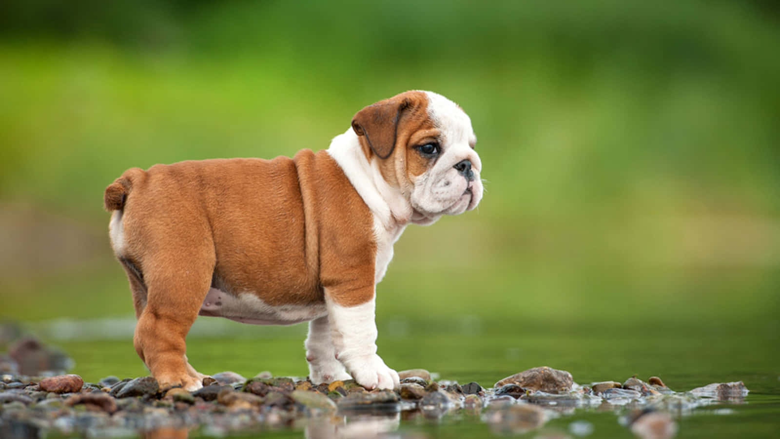 一隻棕色和白色的鬥牛犬幼犬站在水邊濕漉漉的石頭上。