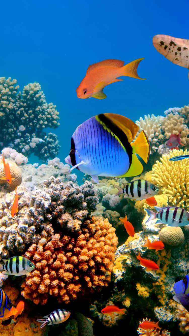 一隻魚躍出水面，周圍是壯觀的藍色水下景觀 壁紙 — 色彩繽紛的熱帶魚在清澈藍色海水中的彩色珊瑚礁之間游動。
