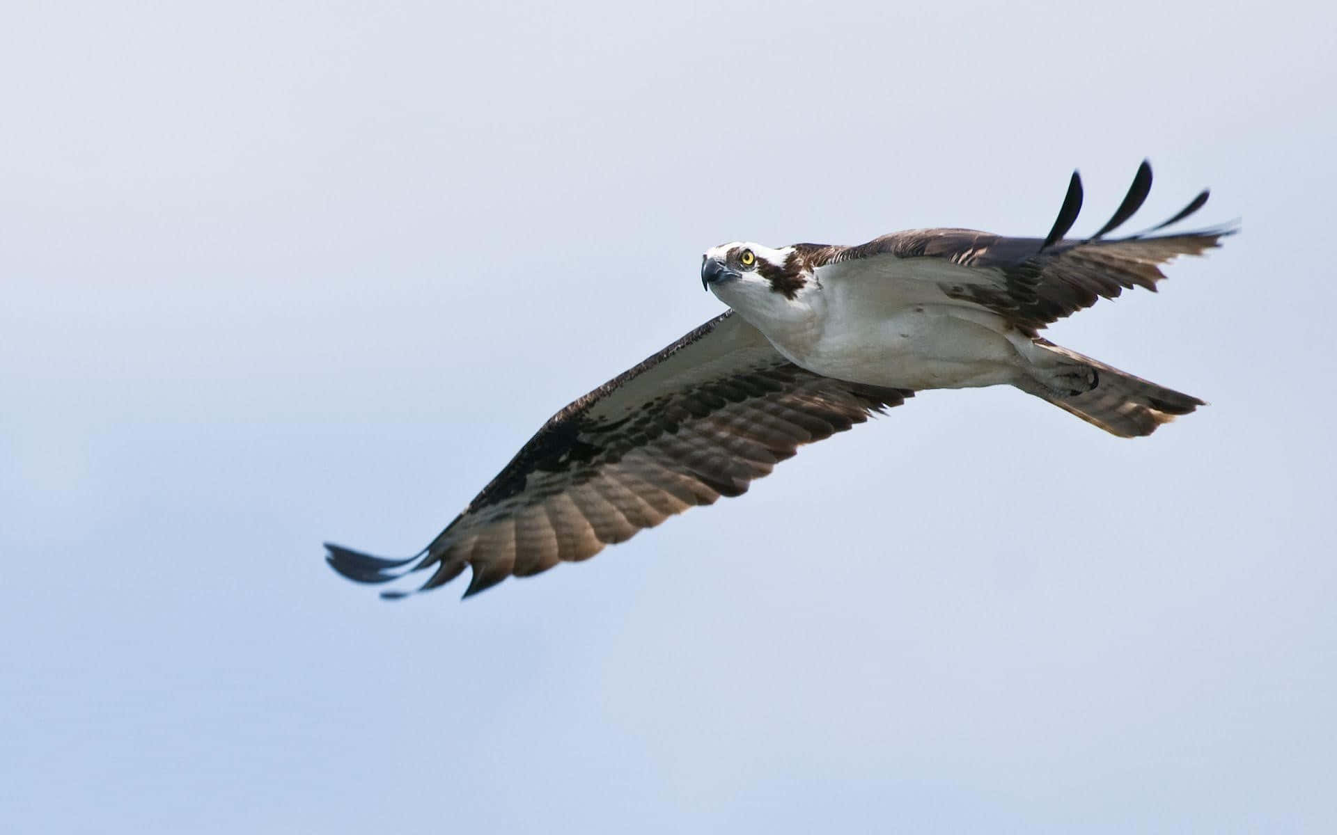 Osprey 桌布 壁紙 — 一隻魚鷹在淡藍色的天空中優雅地翱翔，翅膀完全展開，鋒利的爪子清晰可見。