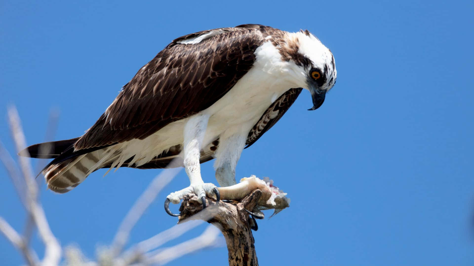 Osprey 桌布 壁紙 — 一隻魚鷹棲息在光禿禿的樹枝上，背景是清澈的藍天，爪子裡抓著一條魚。