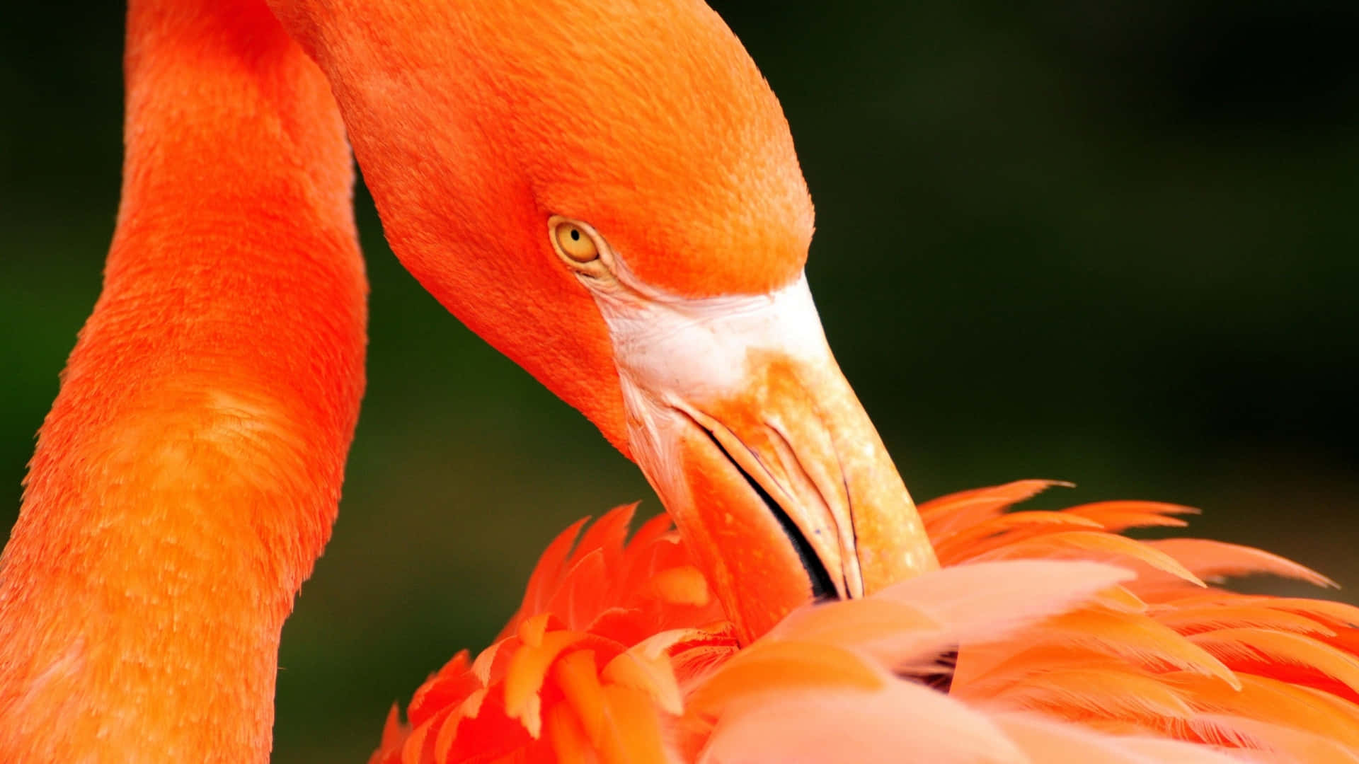 Beautiful Birds 桌布 壁紙 — 一隻鮮橙色嘅火烈鳥喺柔和模糊嘅綠色背景下整理羽毛嘅特寫。