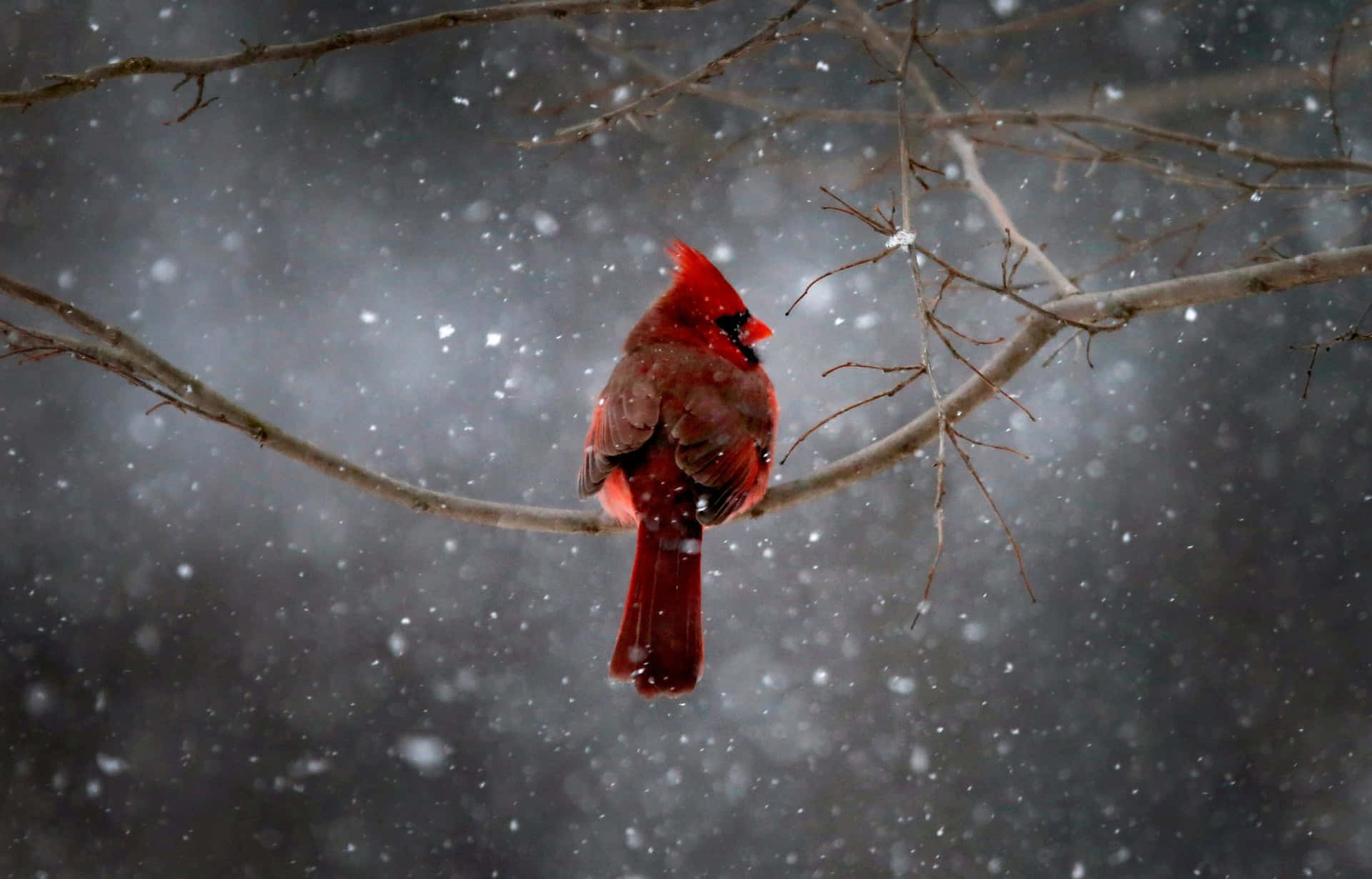 在冬季暴風雪中，一隻紅衣鳳頭鳥坐在灑滿雪的樹枝上。