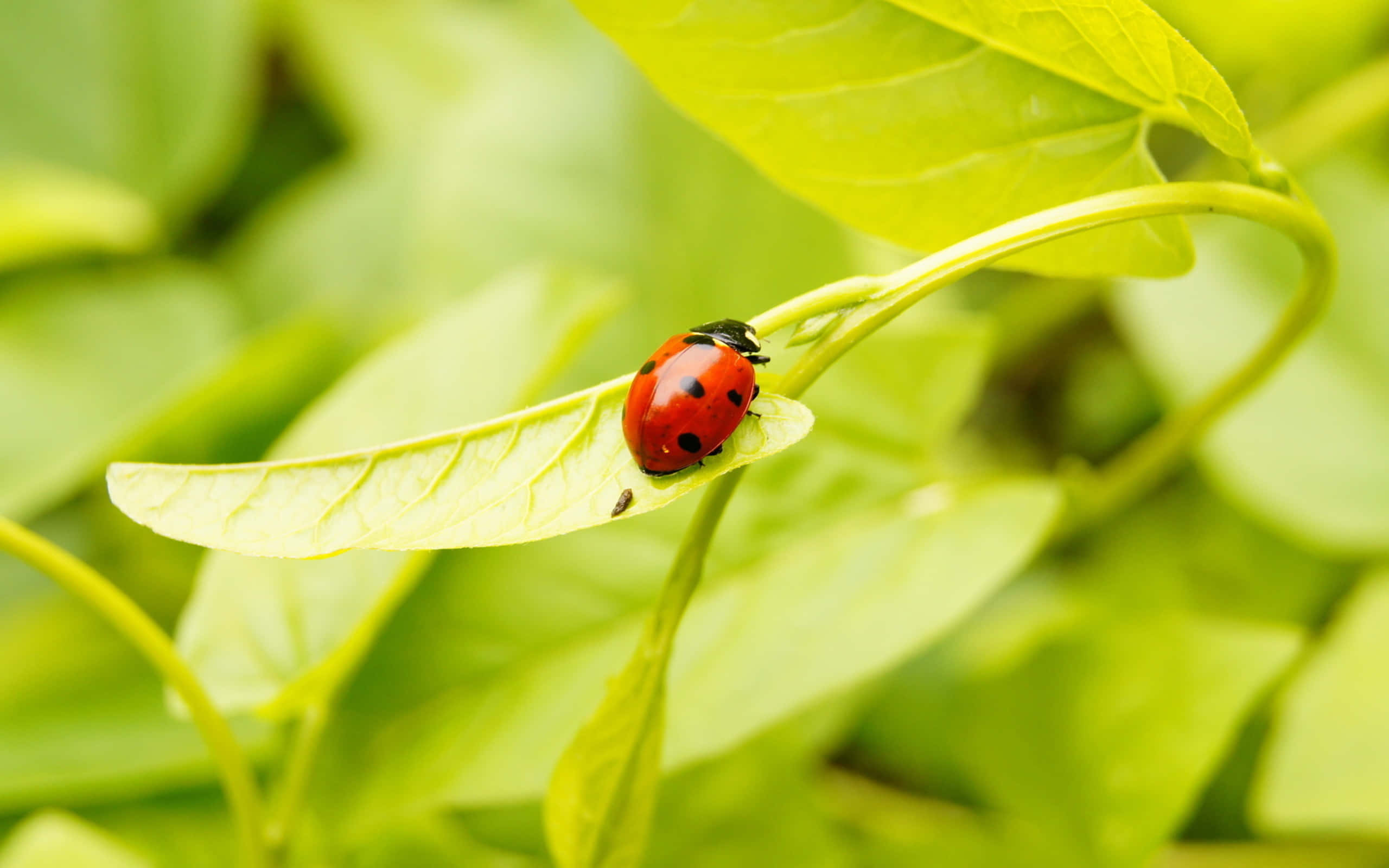 ladybug 桌布 壁紙 — 一隻鮮紅色帶黑色斑點的瓢蟲，在茂密樹葉中停在一片亮綠色葉子上。