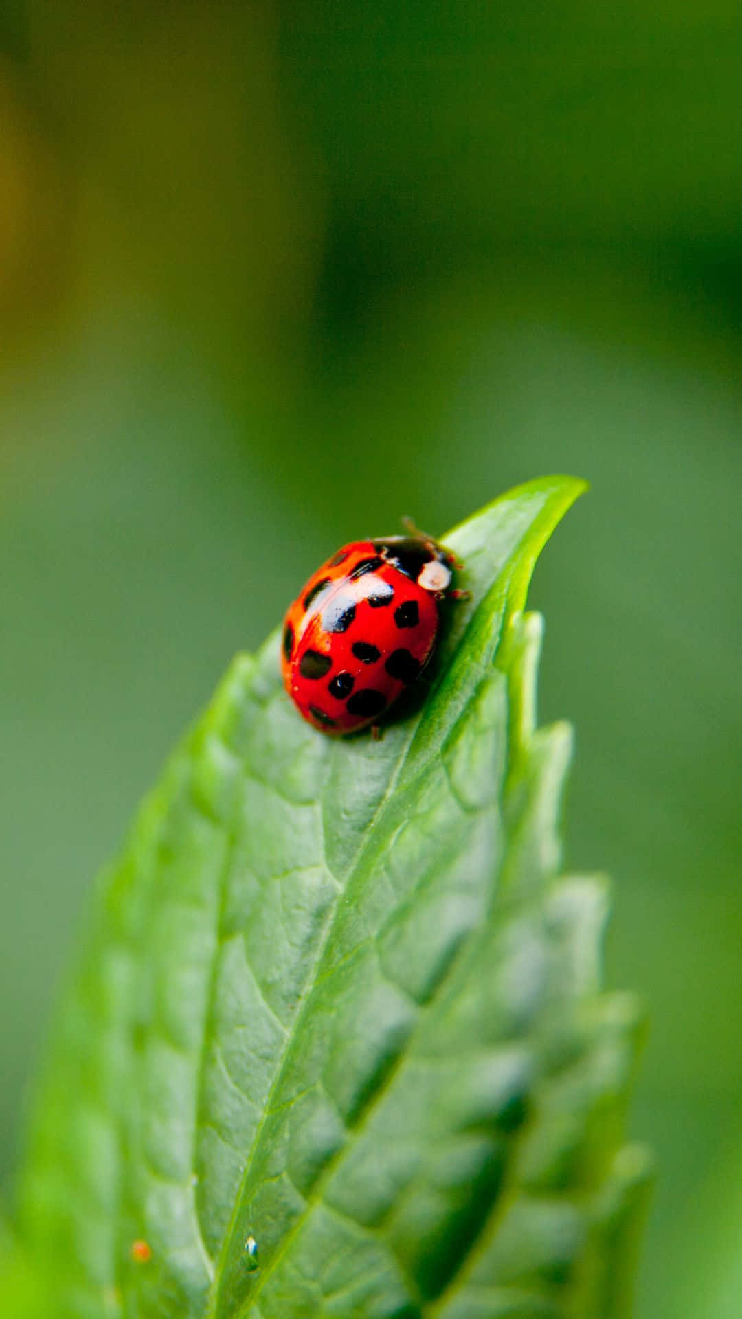 ladybug 桌布 壁紙 — 一隻鮮紅色的瓢蟲帶有黑色斑點，停在一片茂盛綠葉的邊緣，背景柔和模糊。
