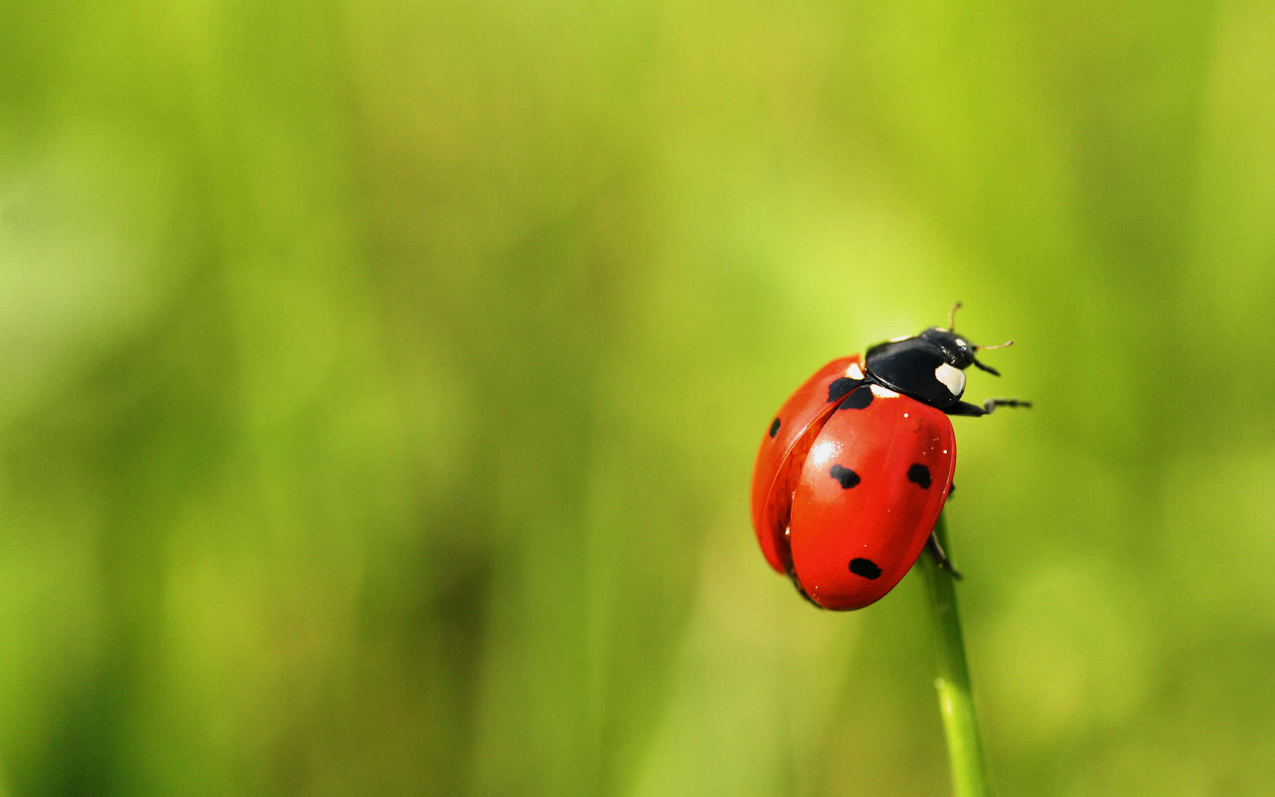 ladybug 桌布 壁紙 — 一隻鮮紅色的瓢蟲帶有黑色斑點，優雅地停在一根纖細的綠色莖上，背景是柔和模糊的草地。