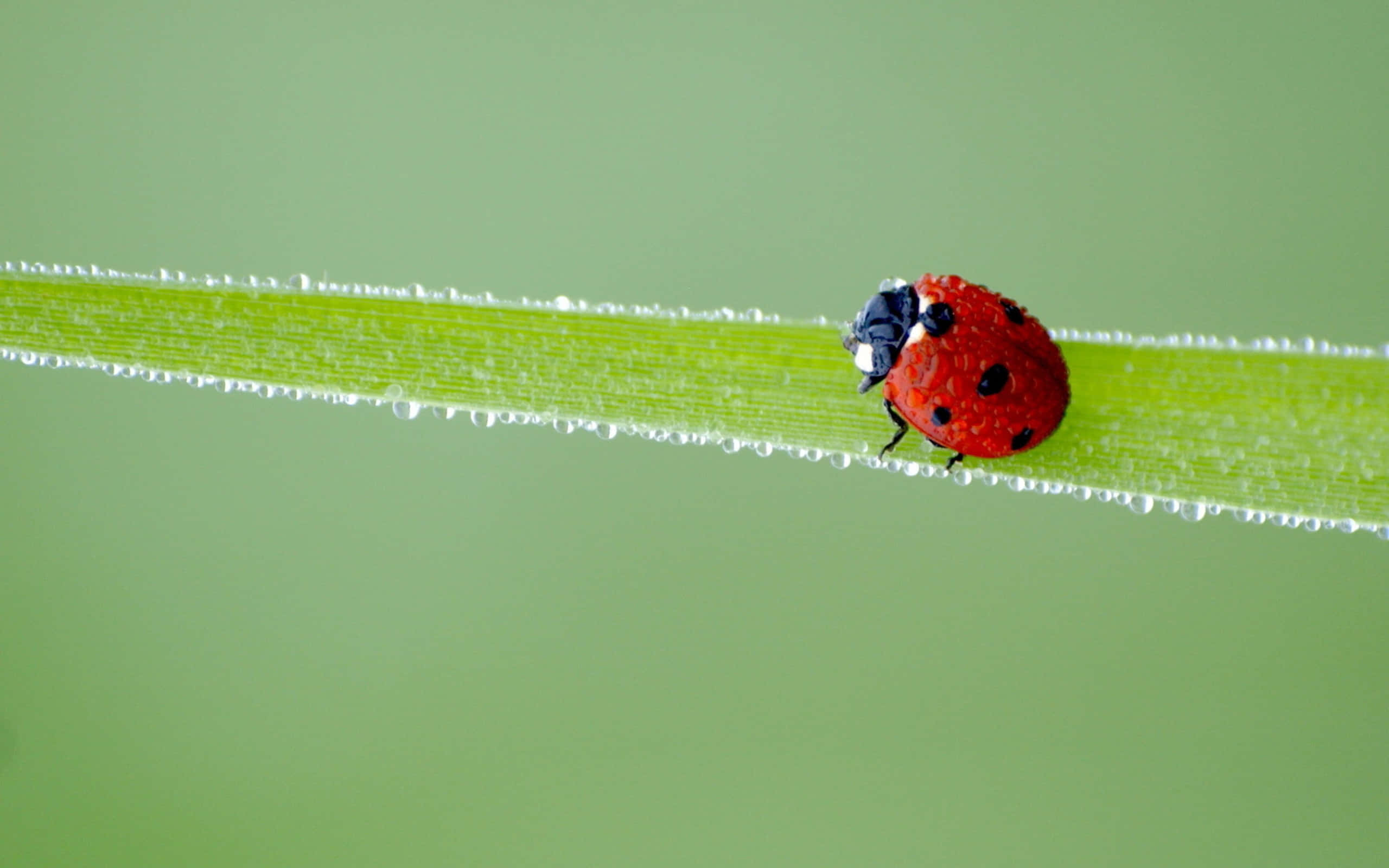 ladybug 桌布 壁紙 — 一隻鮮紅色的瓢蟲帶有黑色斑點，在沾滿露水的綠色草葉上爬行，背景是柔和的綠色。