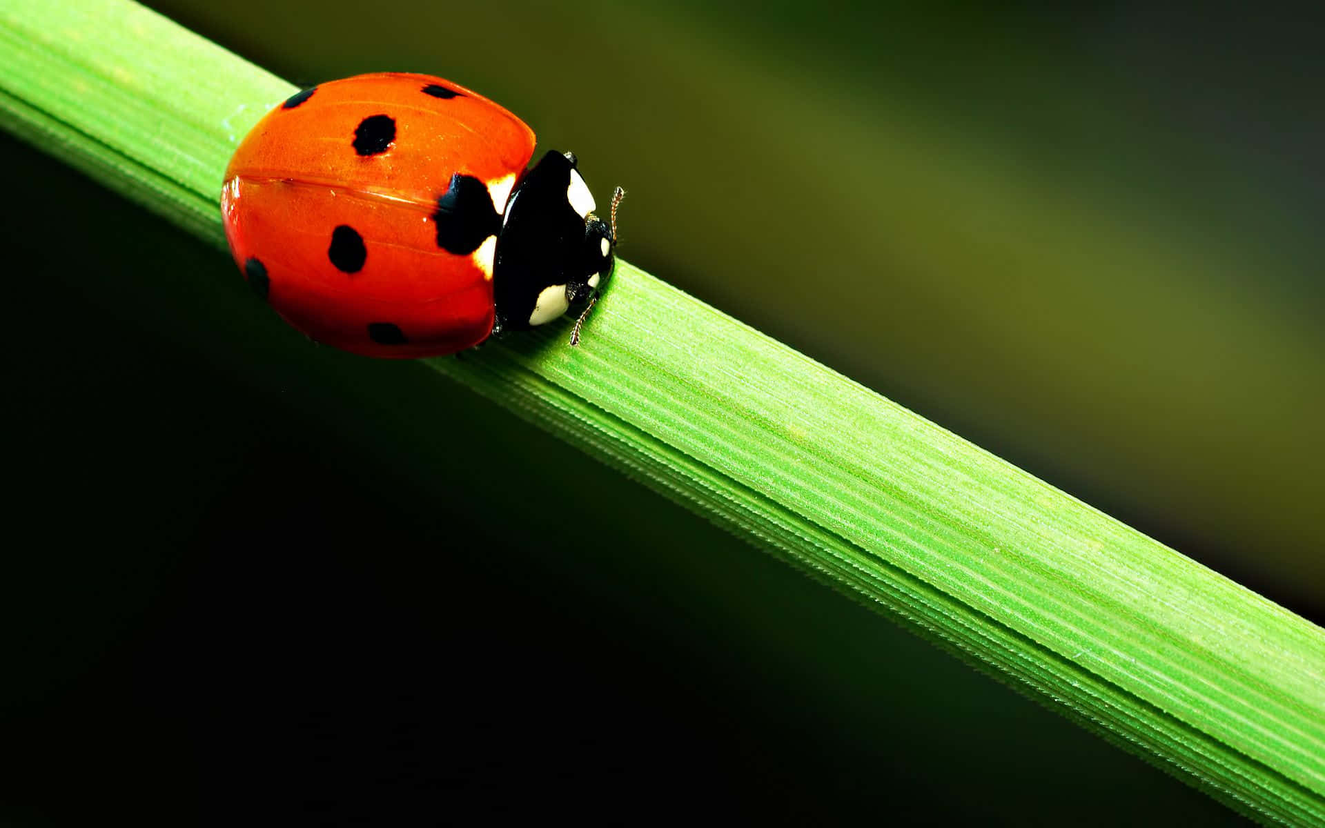 ladybug 桌布 壁紙 — 一隻鮮紅色的瓢蟲帶有黑色斑點，在柔和的模糊背景下，輕巧地棲息在茂盛的綠色草葉上。