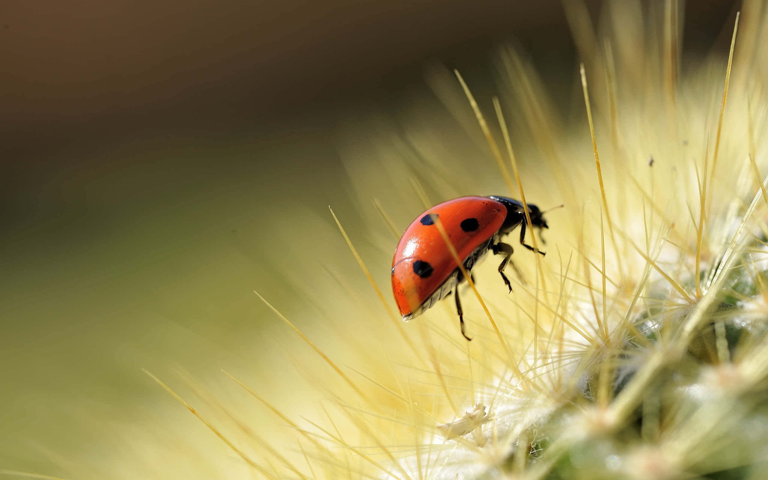 ladybug 桌布 壁紙 — 一隻鮮紅色的瓢蟲帶有黑色斑點，在柔和自然光線中，輕巧地棲息在仙人掌尖銳的金色刺上。