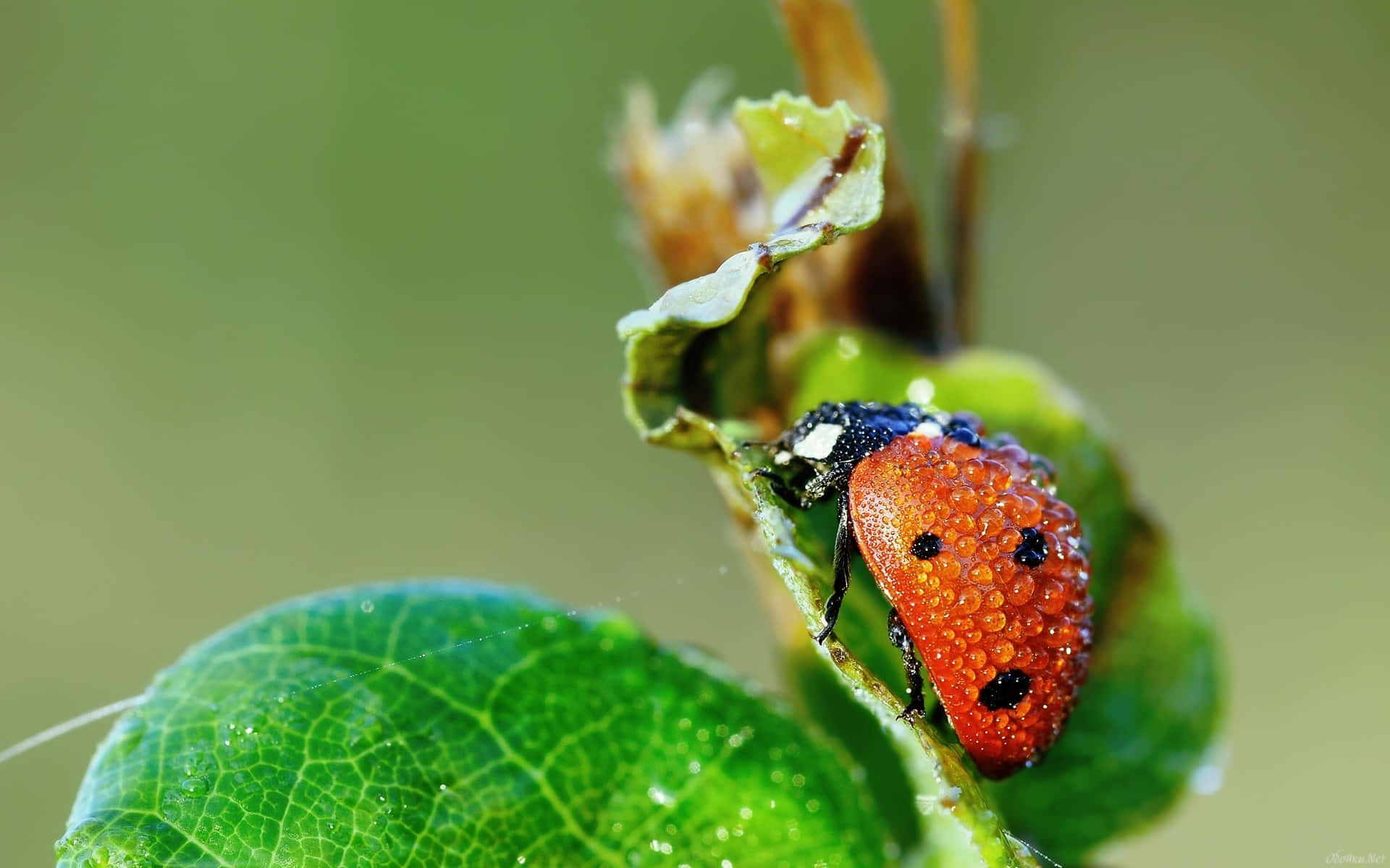 ladybug 桌布 壁紙 — 一隻鮮紅色的瓢蟲帶有黑色斑點，緊貼在一片沾滿露水的綠葉上，背景柔和自然。