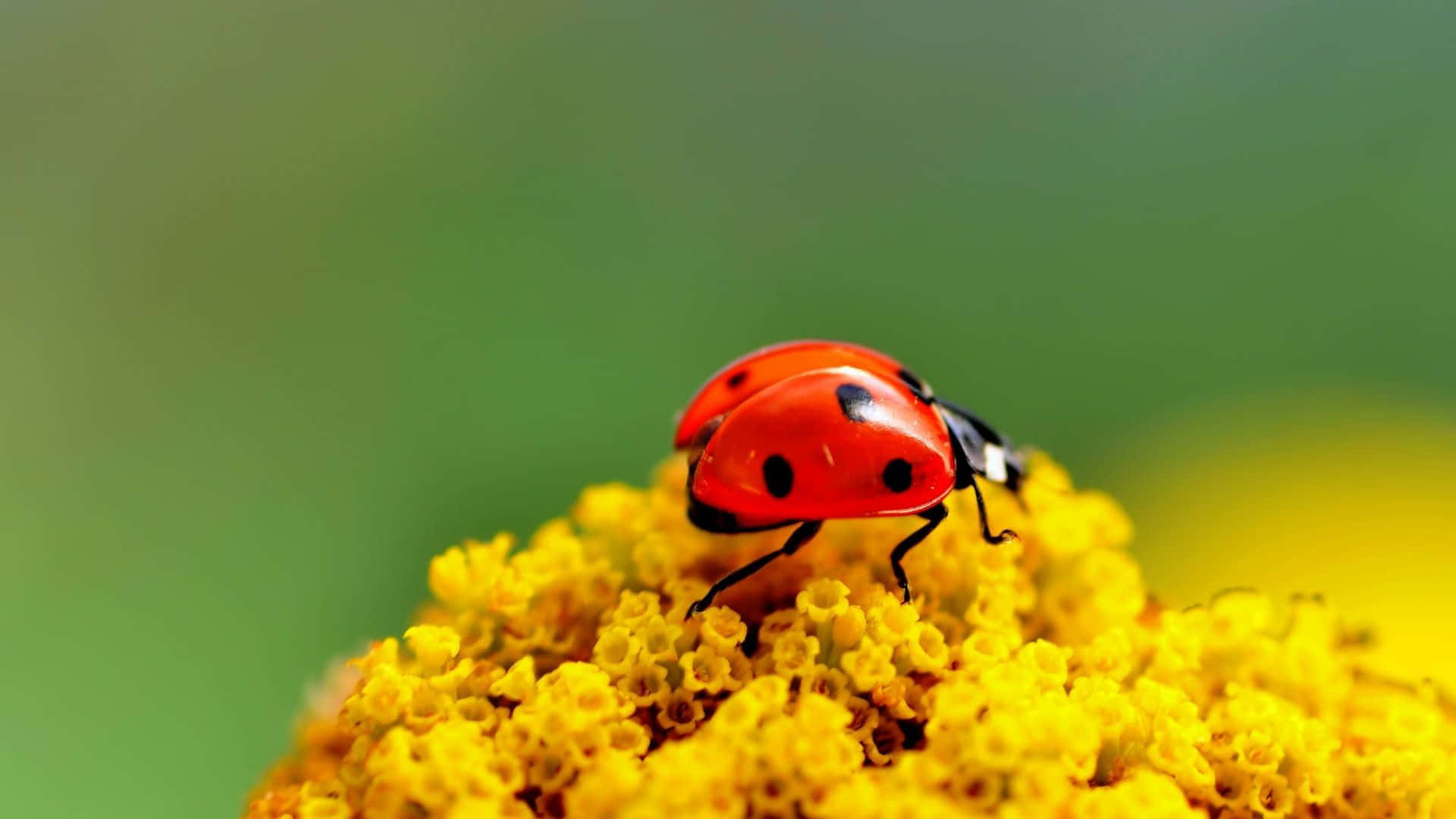 ladybug 桌布 壁紙 — 一隻鮮紅色的瓢蟲帶有黑色斑點，輕輕停在一簇鮮黃色的花朵上，背景是柔和的綠色。