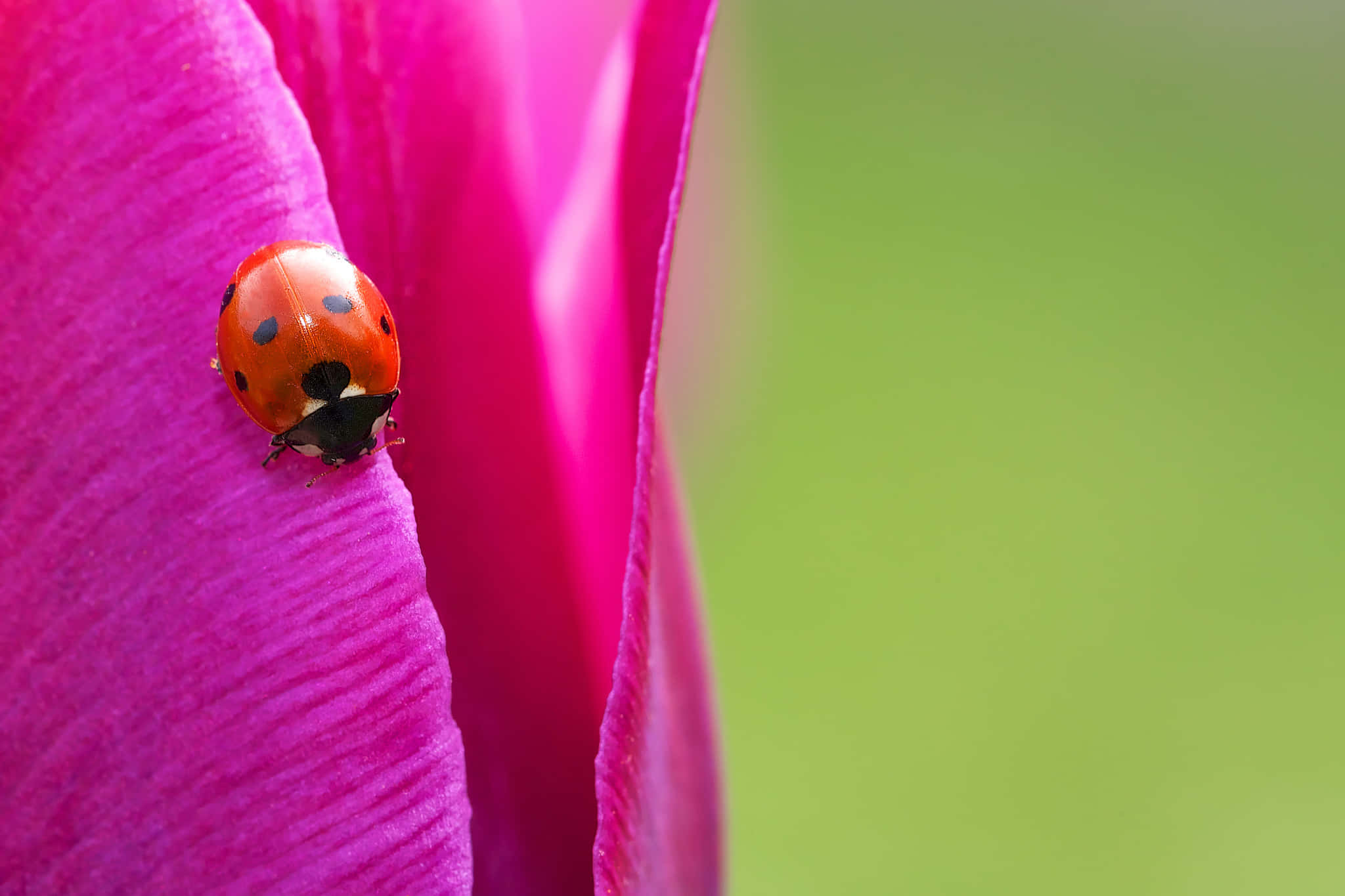 ladybug 桌布 壁紙 — 一隻鮮紅色的瓢蟲帶有黑色斑點，輕輕地停在一片洋紅色的花瓣上，背景是柔和的綠色。