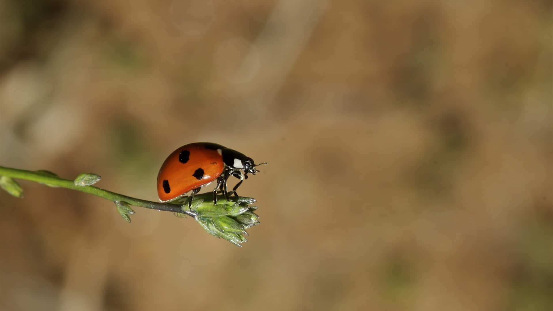 ladybug 桌布 壁紙 — 一隻鮮紅色的瓢蟲帶有黑色斑點，輕柔地棲息在一根纖細的綠色莖上，背景是柔和模糊的泥土色調。