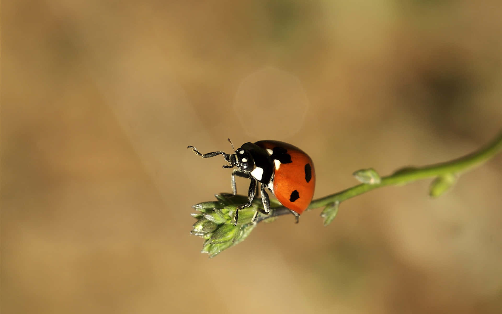 ladybug 桌布 壁紙 — 一隻鮮紅色的瓢蟲帶有黑色斑點，輕輕地棲息在綠色植物莖上，背景是柔和模糊的金色。
