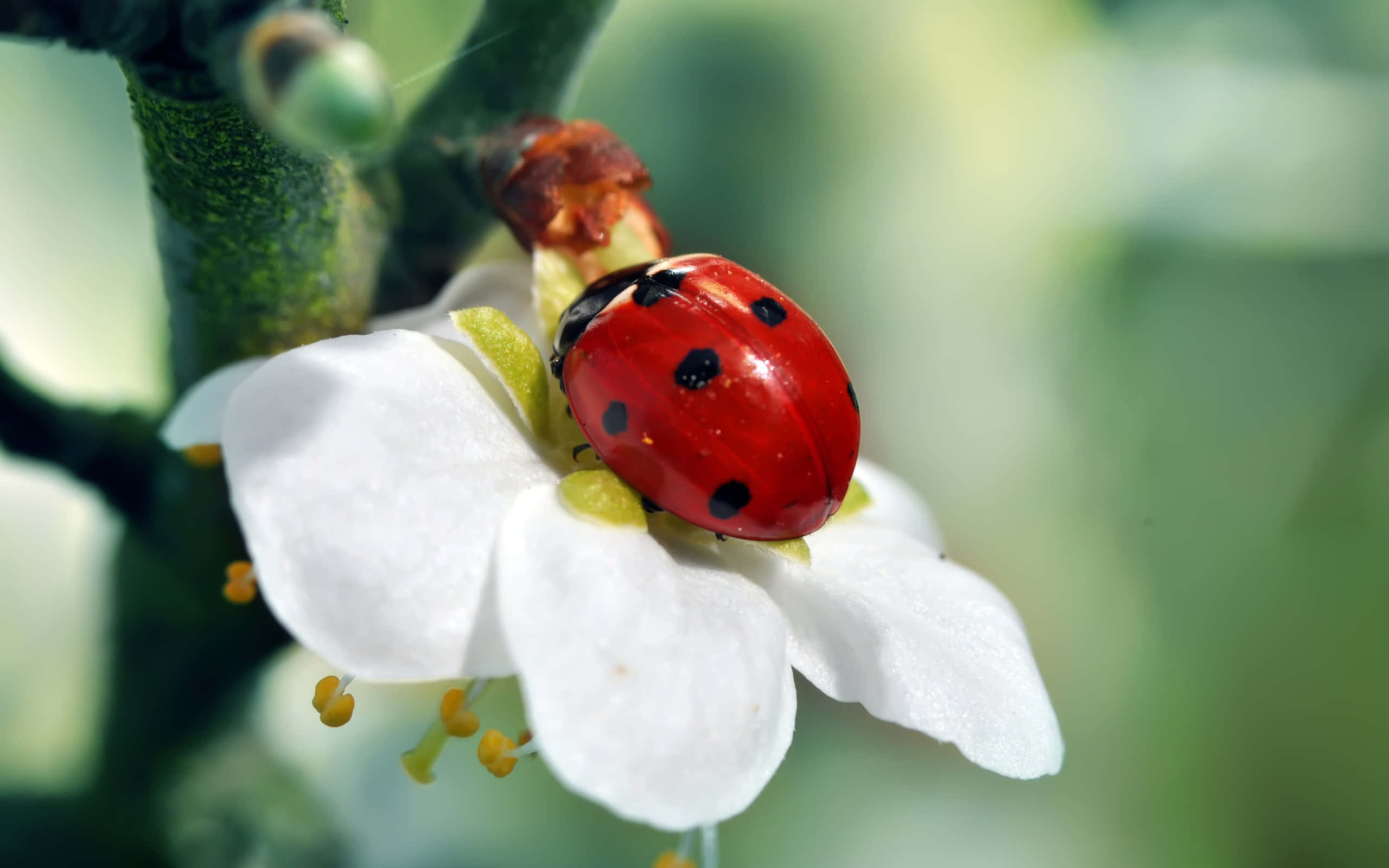 ladybug 桌布 壁紙 — 一隻鮮紅色的瓢蟲帶有黑色斑點，輕柔地棲息在柔軟的白色花朵上，背景是翠綠的葉叢。