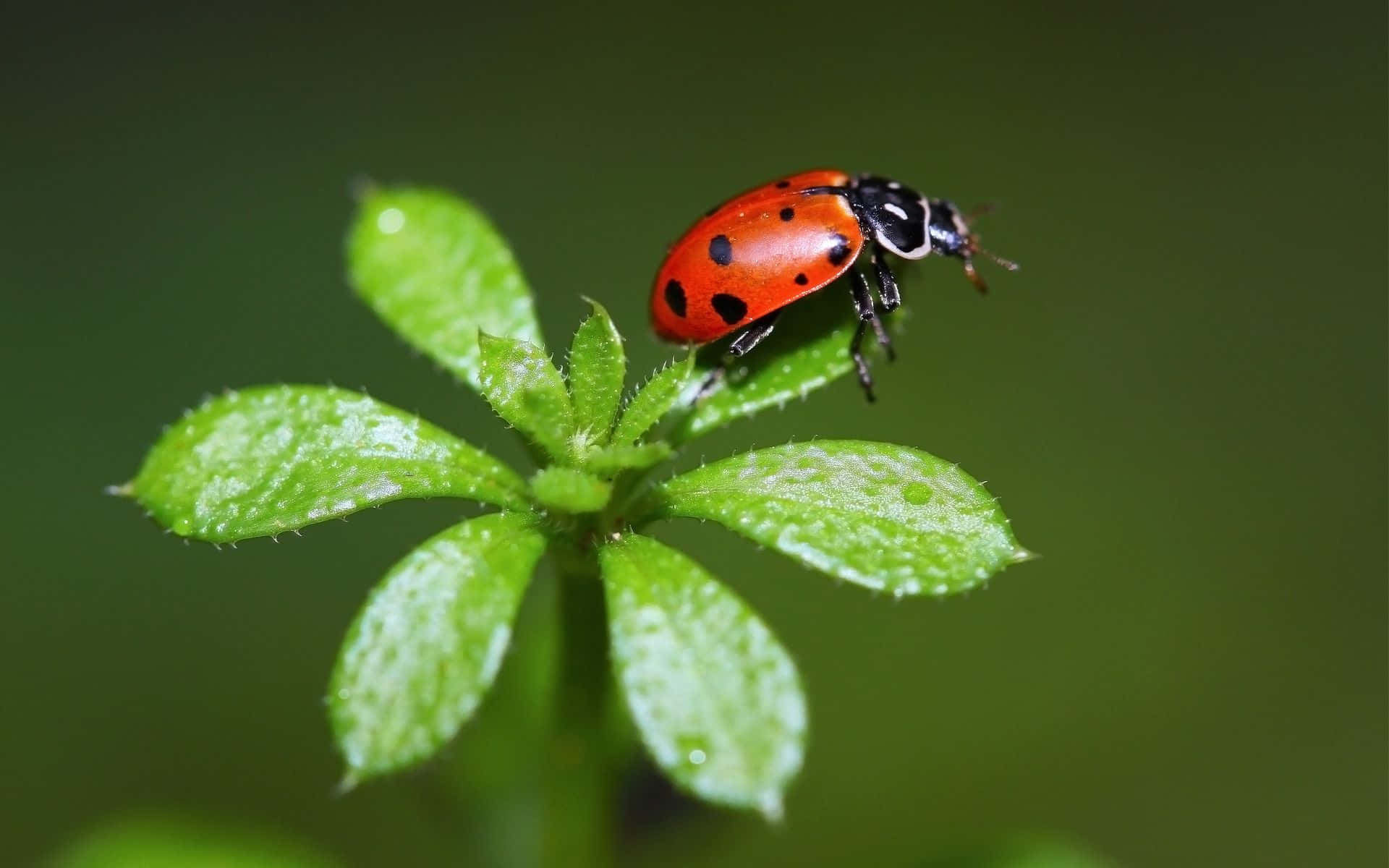 ladybug 桌布 壁紙 — 一隻鮮紅色的瓢蟲帶有黑色斑點，輕輕停在一片沾滿露珠的綠葉上，背景是柔和模糊的森林。