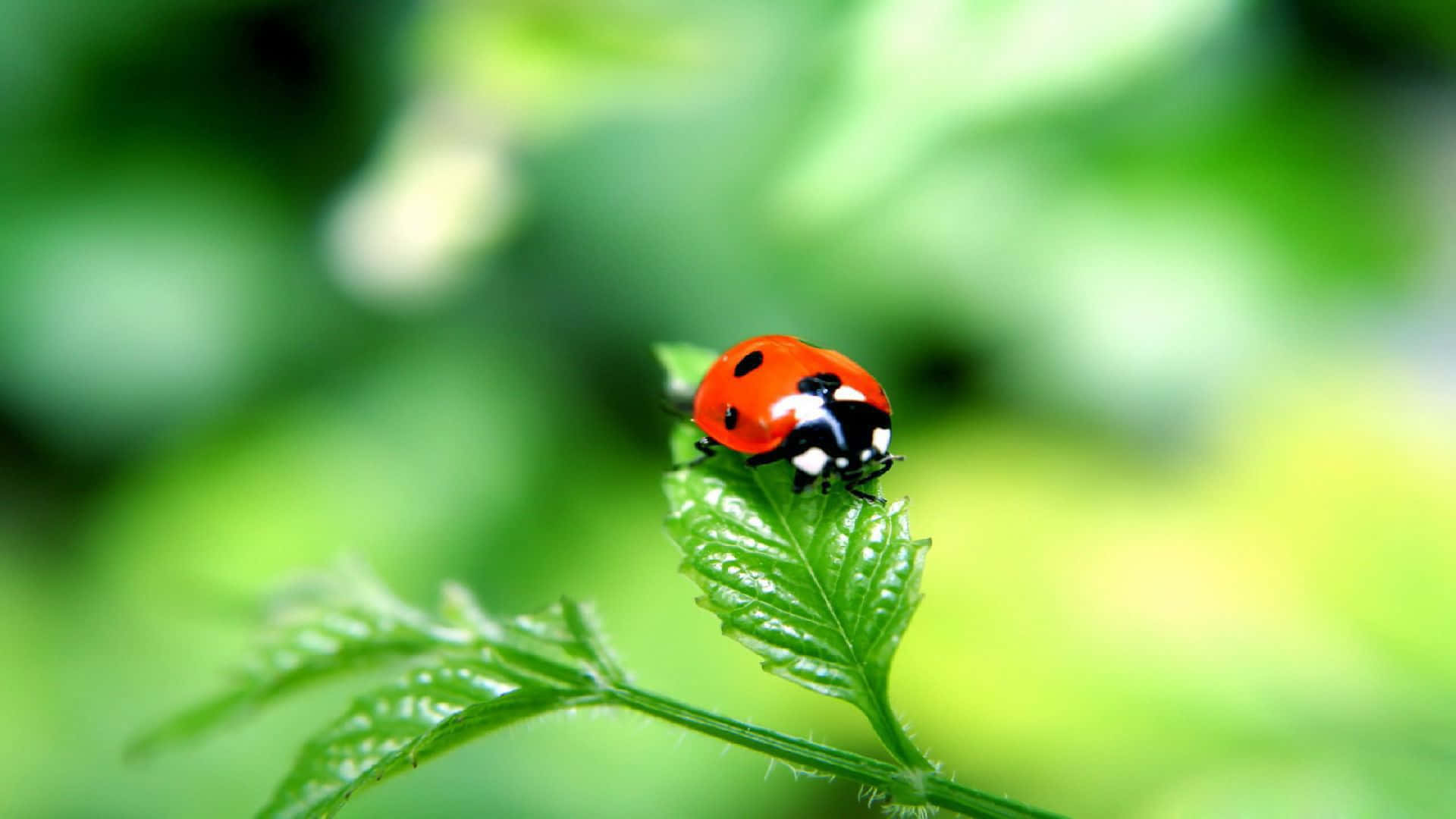 ladybug 桌布 壁紙 — 一隻鮮紅色的瓢蟲帶有黑色斑點，輕柔地停在一片沾滿露珠的綠葉上，背景是柔和模糊的樹葉。