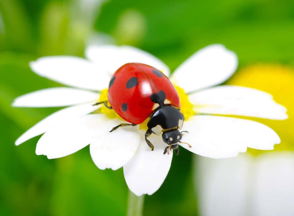 Spring Ladybugs 桌布 壁紙 — 一隻鮮紅色的瓢蟲帶有黑色斑點，輕輕停在一朵白色雛菊上，雛菊有黃色花心，背景是柔和的綠色。