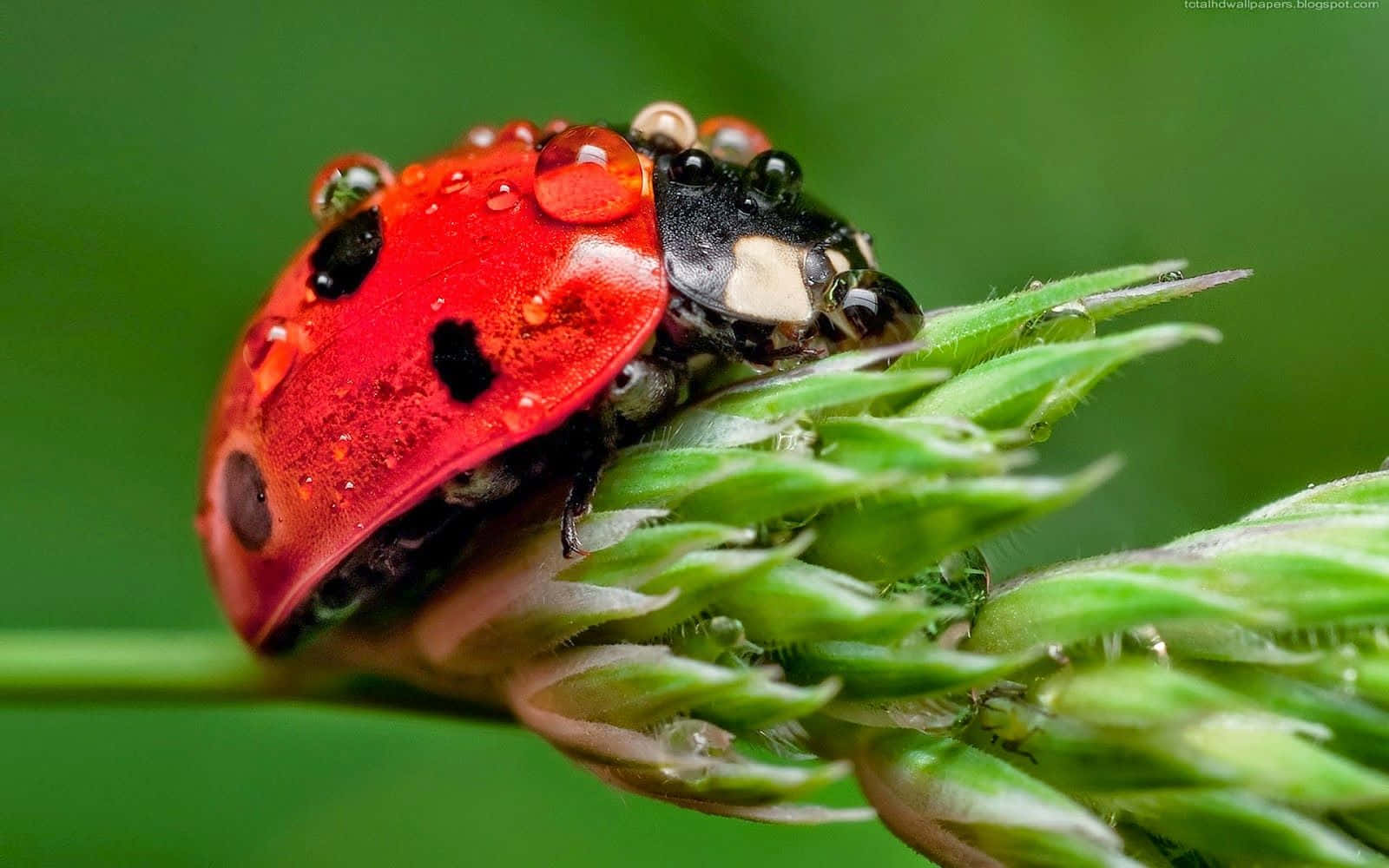 ladybug 桌布 壁紙 — 一隻鮮紅色的瓢蟲帶著露珠，輕輕地停在一根綠色草莖上，背景是柔和模糊的綠色。
