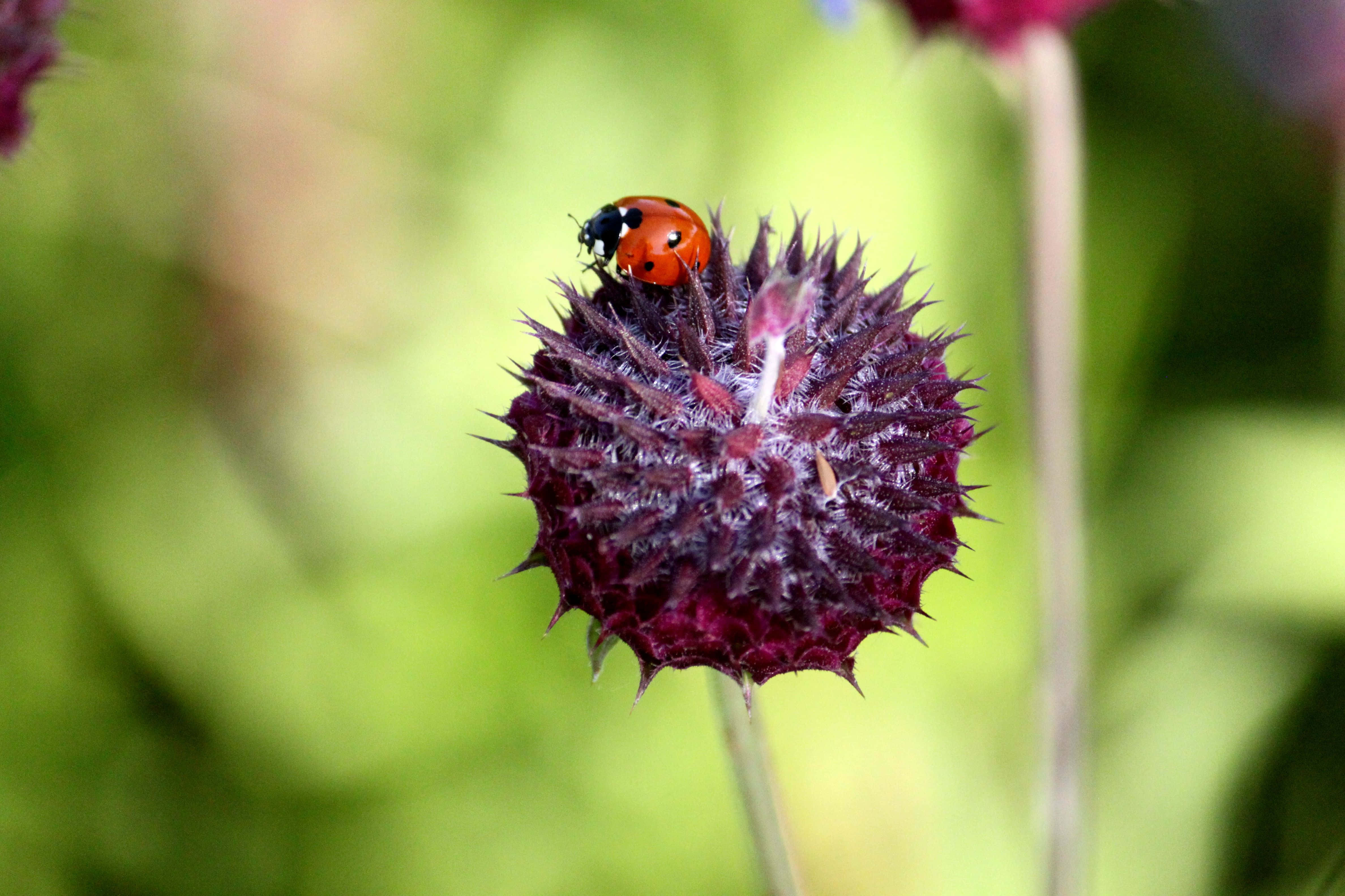 Spring Ladybugs 桌布 壁紙 — 一隻鮮紅色的瓢蟲棲息在一朵帶刺的深紫色花朵上，背景是柔和的綠色模糊效果。