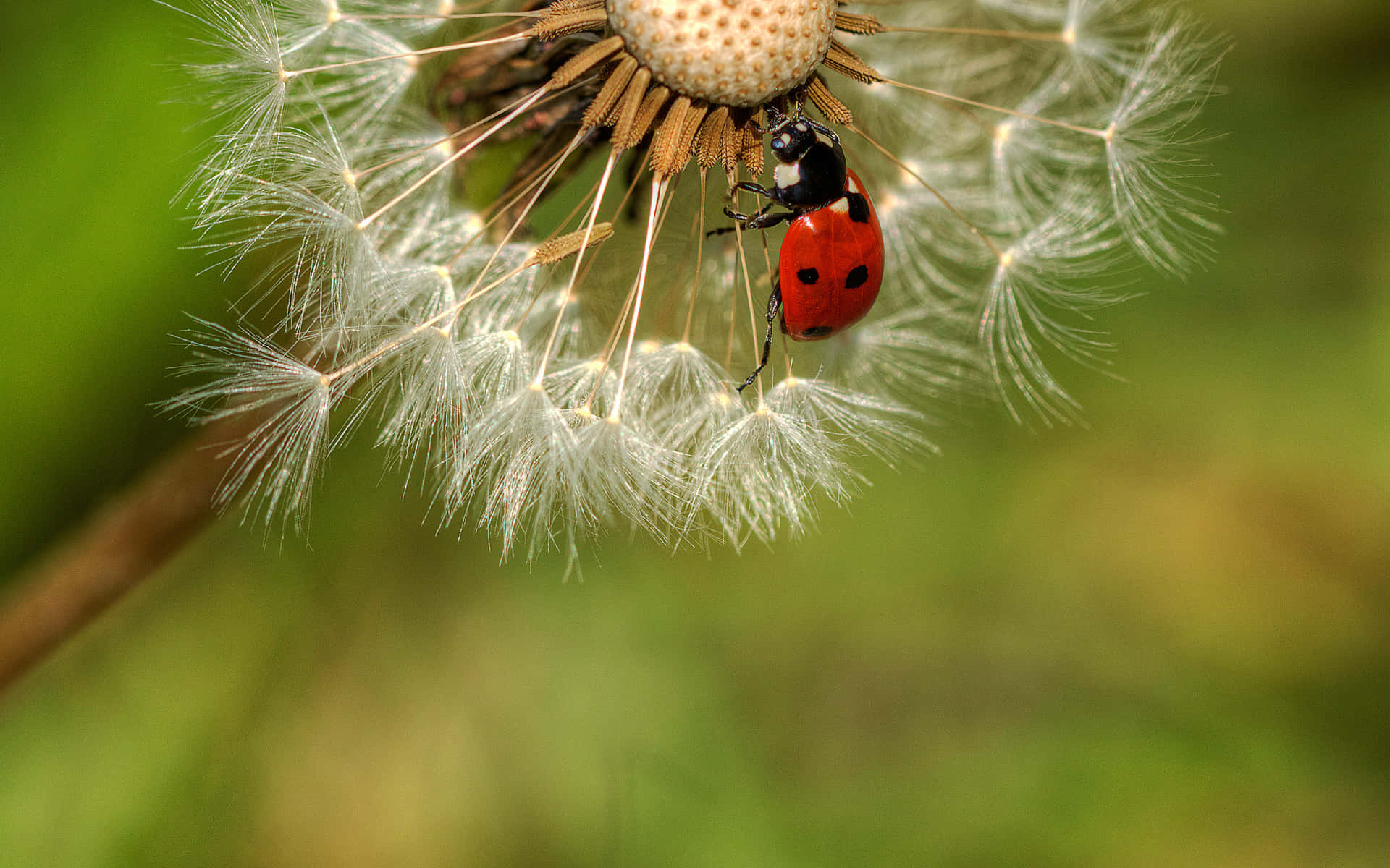 ladybug 桌布 壁紙 — 一隻鮮紅色的瓢蟲輕輕停在一朵毛茸茸的白色蒲公英種子頭上，背景是柔和的綠色。