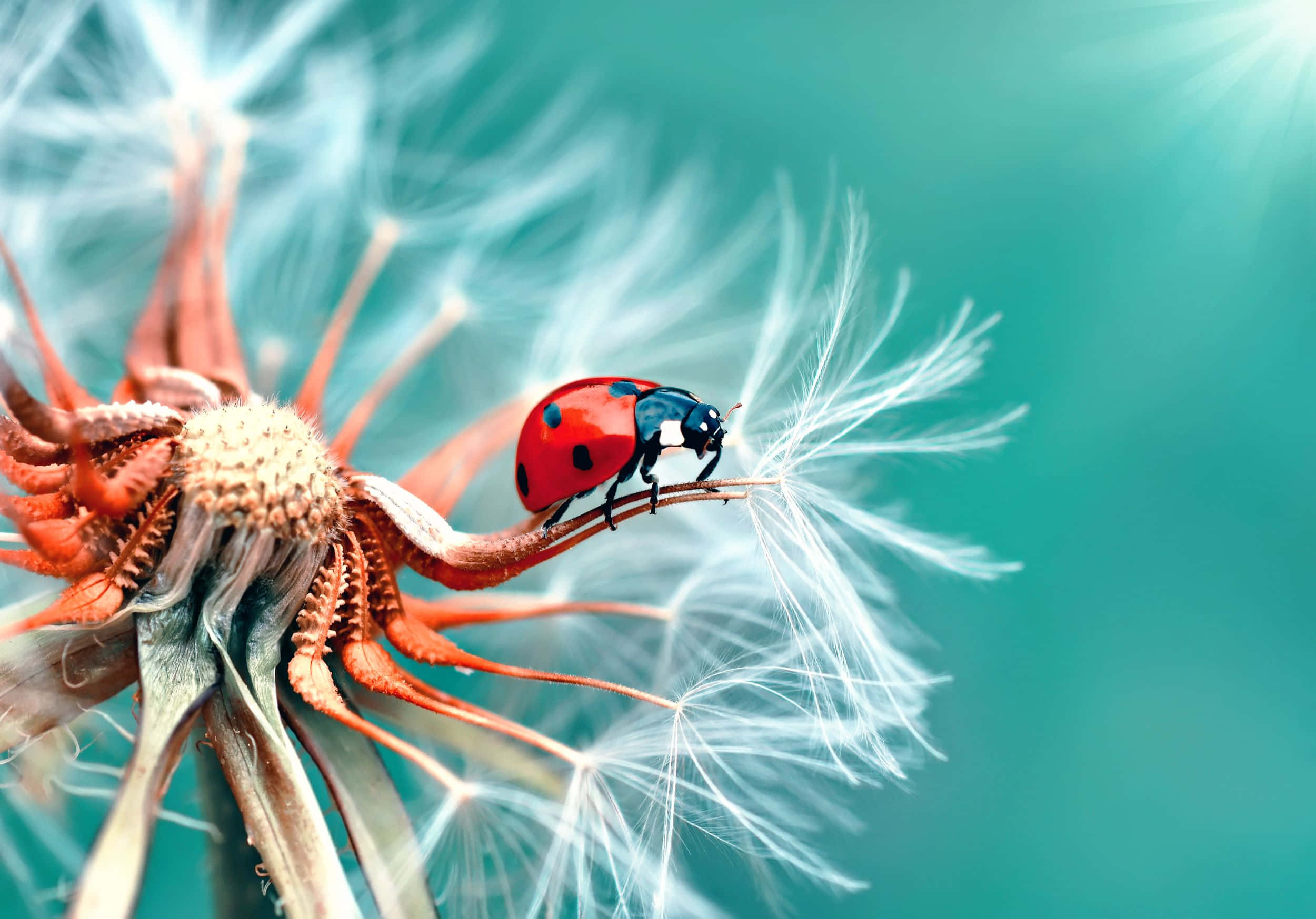 ladybug 桌布 壁紙 — 一隻鮮紅色的瓢蟲輕輕停在蒲公英種子頭上，背景是柔和的青綠色。