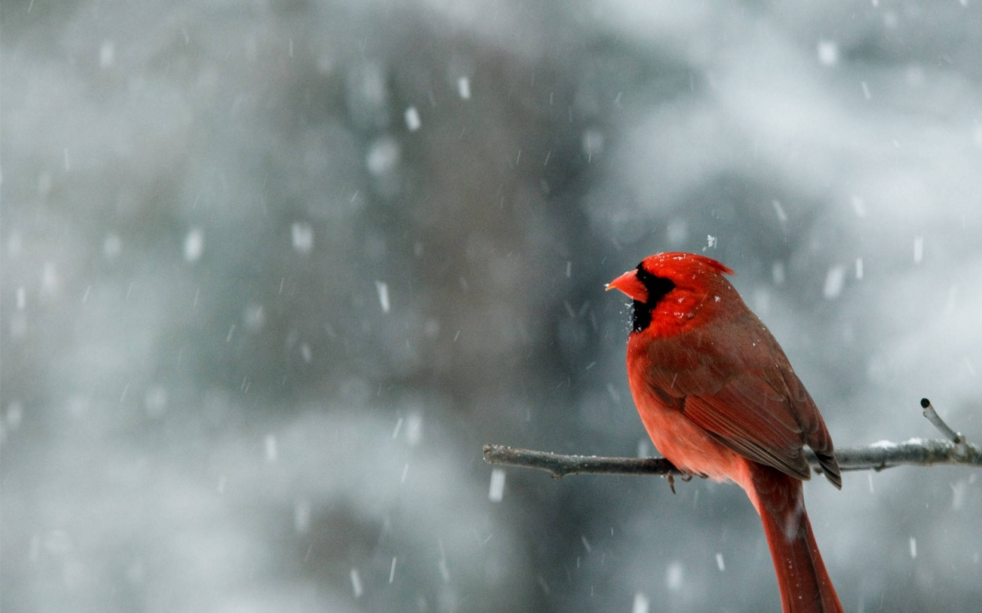 雪 桌布 壁紙 — 一隻鮮紅色的紅衣鳳頭鳥棲息在灑滿雪的樹枝上，溫柔的雪花在模糊的冬季背景下飄落。