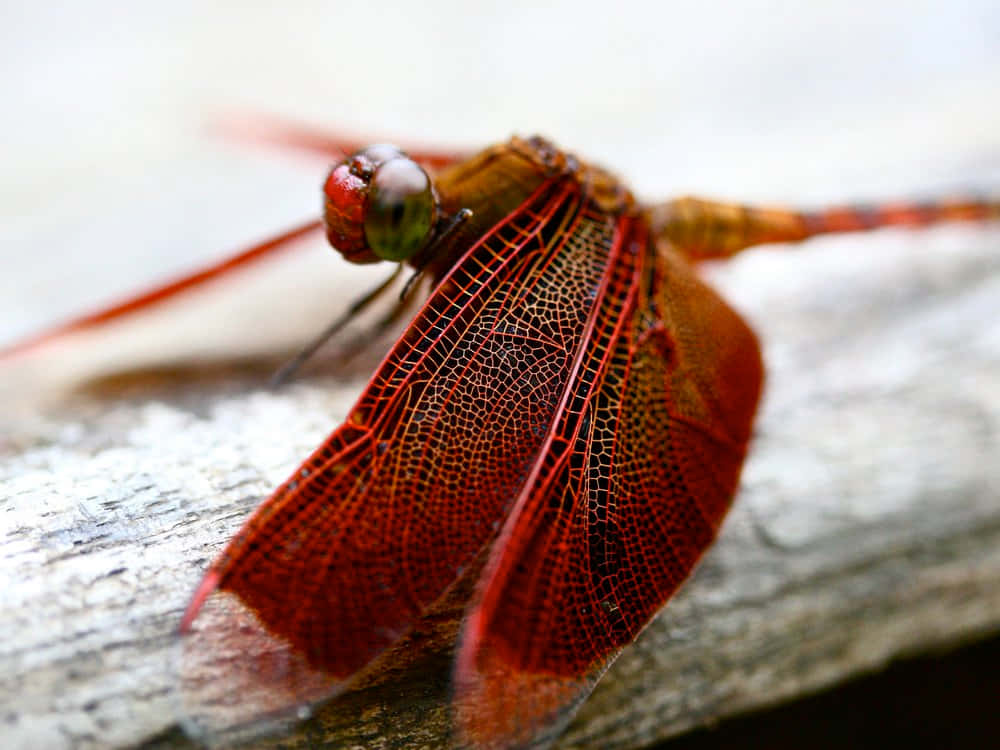Red Dragonfly 桌布 壁紙 — 一隻鮮紅色的蜻蜓，帶有複雜的翅脈，輕輕停駐在風化的灰色木頭上，以銳利的微距細節捕捉。