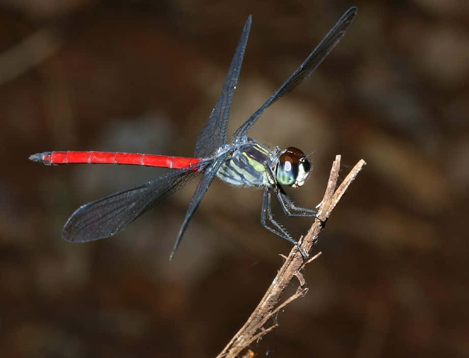 Red Dragonfly 桌布 壁紙 — 一隻鮮紅色的蜻蜓，翅膀透明，輕巧地停在一根乾枯的樹枝上，背景是模糊的泥土色。
