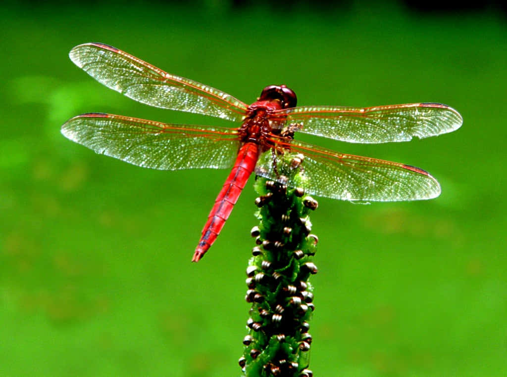 Red Dragonfly 桌布 壁紙 — 一隻鮮紅色的蜻蜓，翅膀透明，輕柔地停在一根帶有紋理的綠色莖上，背景是柔和模糊的綠色。