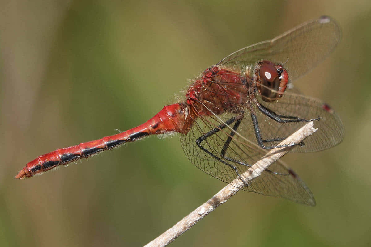 Red Dragonfly 桌布 壁紙 — 一隻鮮紅色的蜻蜓優雅地停在一根細枝上，背景是柔和模糊的綠色。